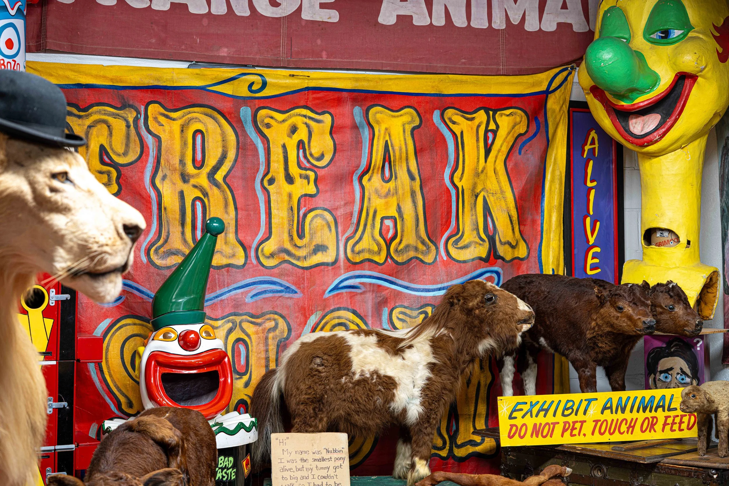 Large variety of freak animal and antique circus paraphernalia
