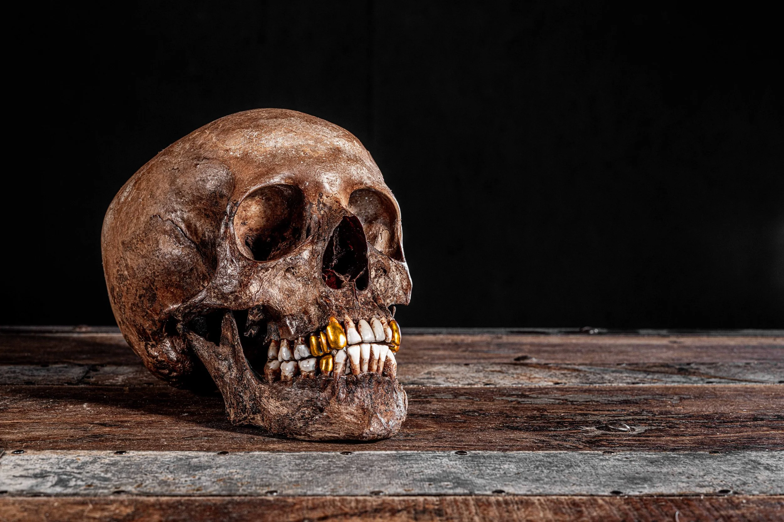 Real human skulls available for rent - Inquire today!