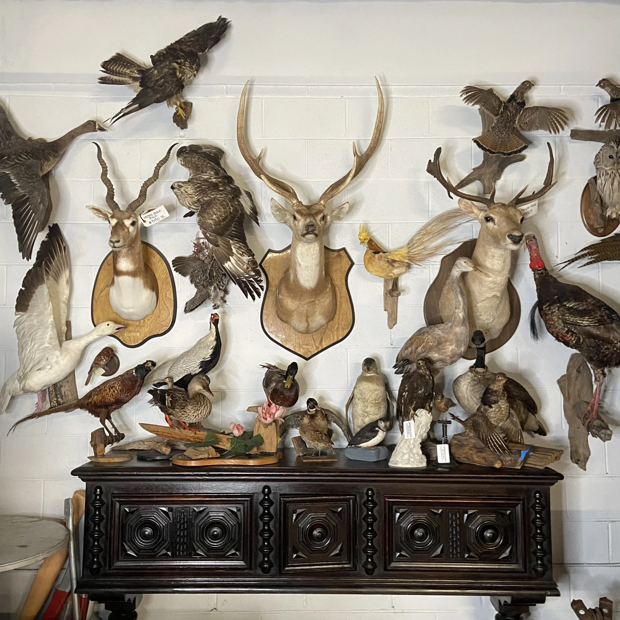 All kinds of taxidermy!