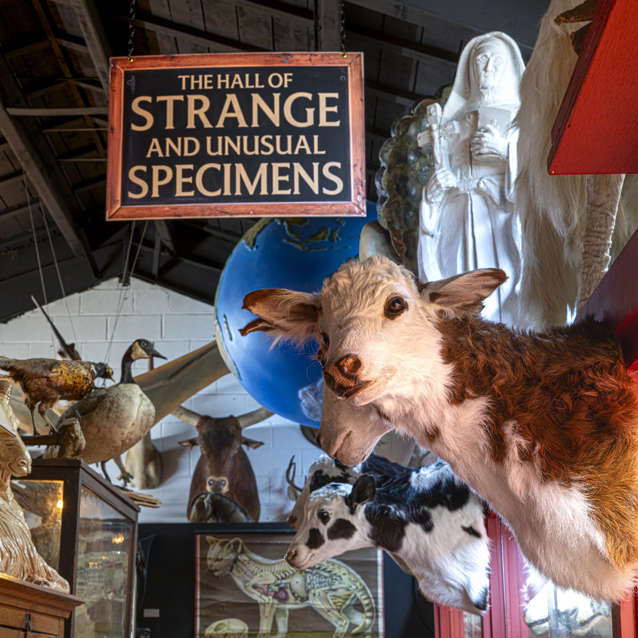 Oddities Museum-5.jpg