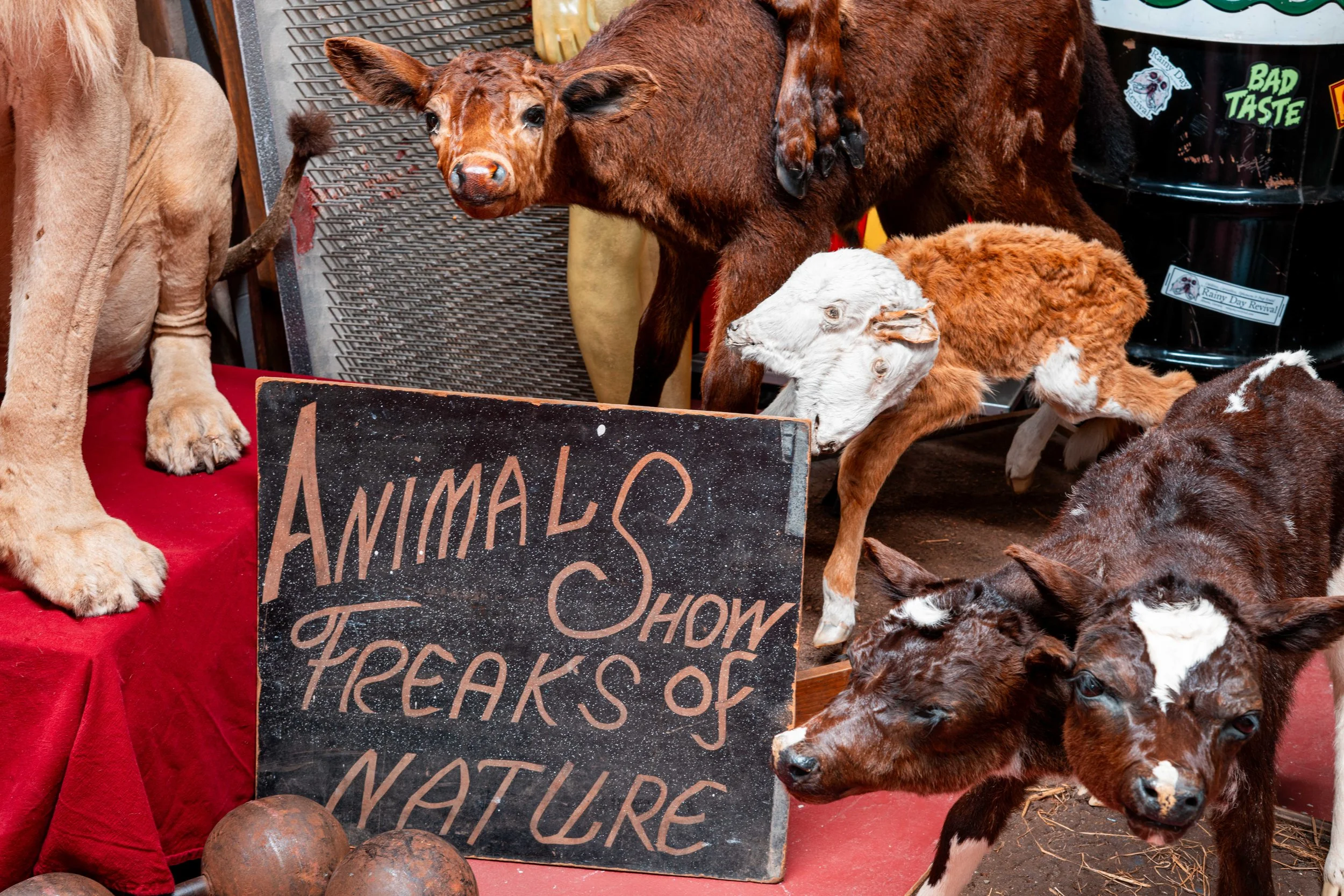Deformed animals! Two heads! Extra limbs!