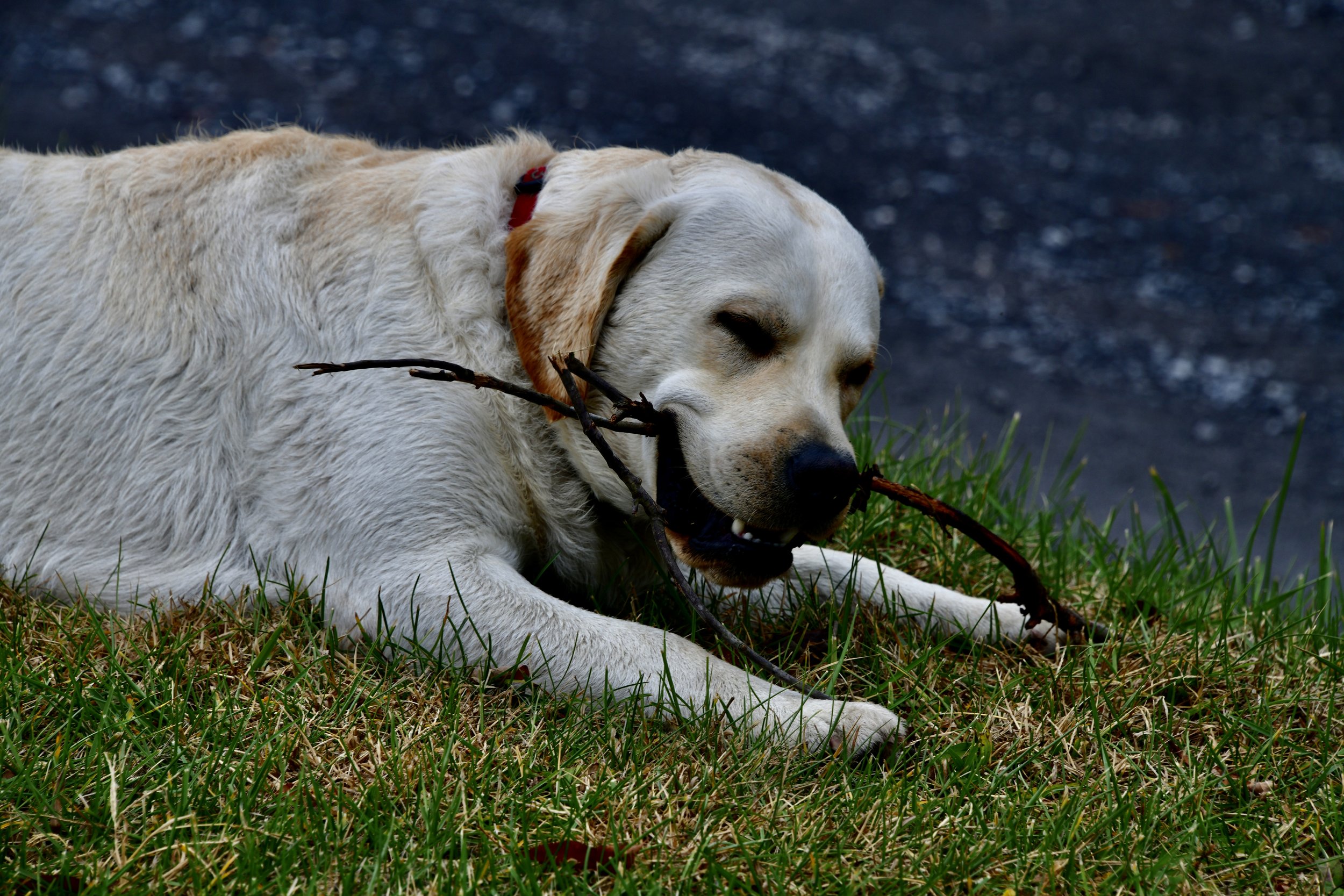 DSC_0520.JPG