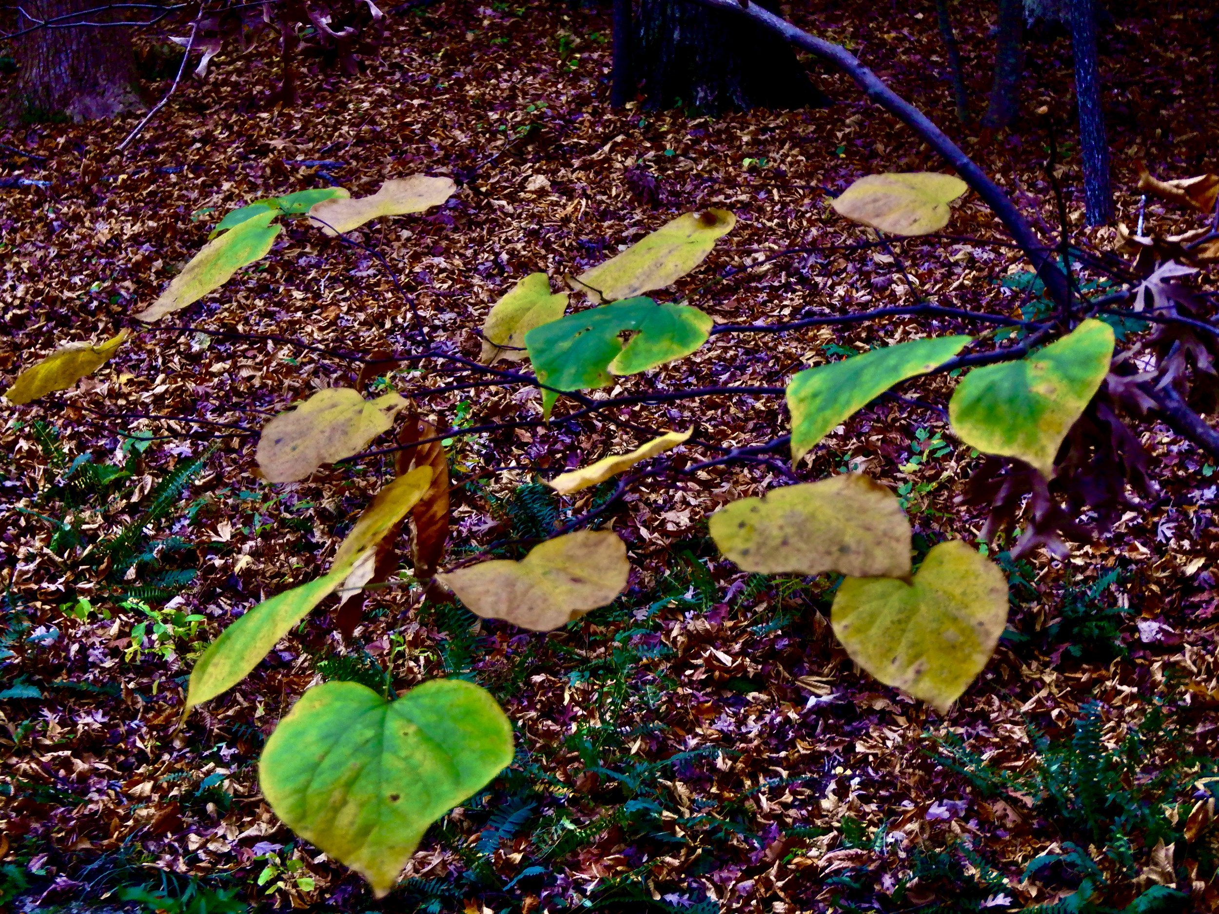 DSCF1089.JPG