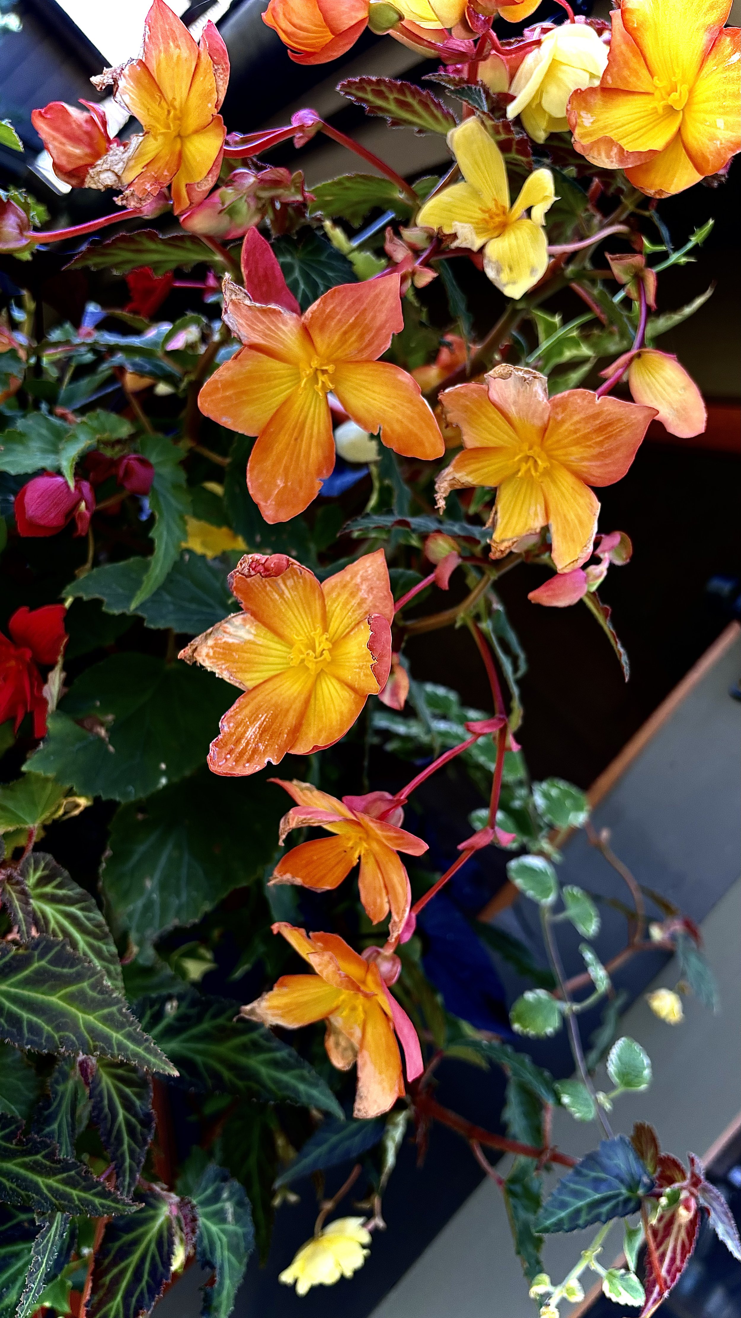 IMG_0770.jpeg