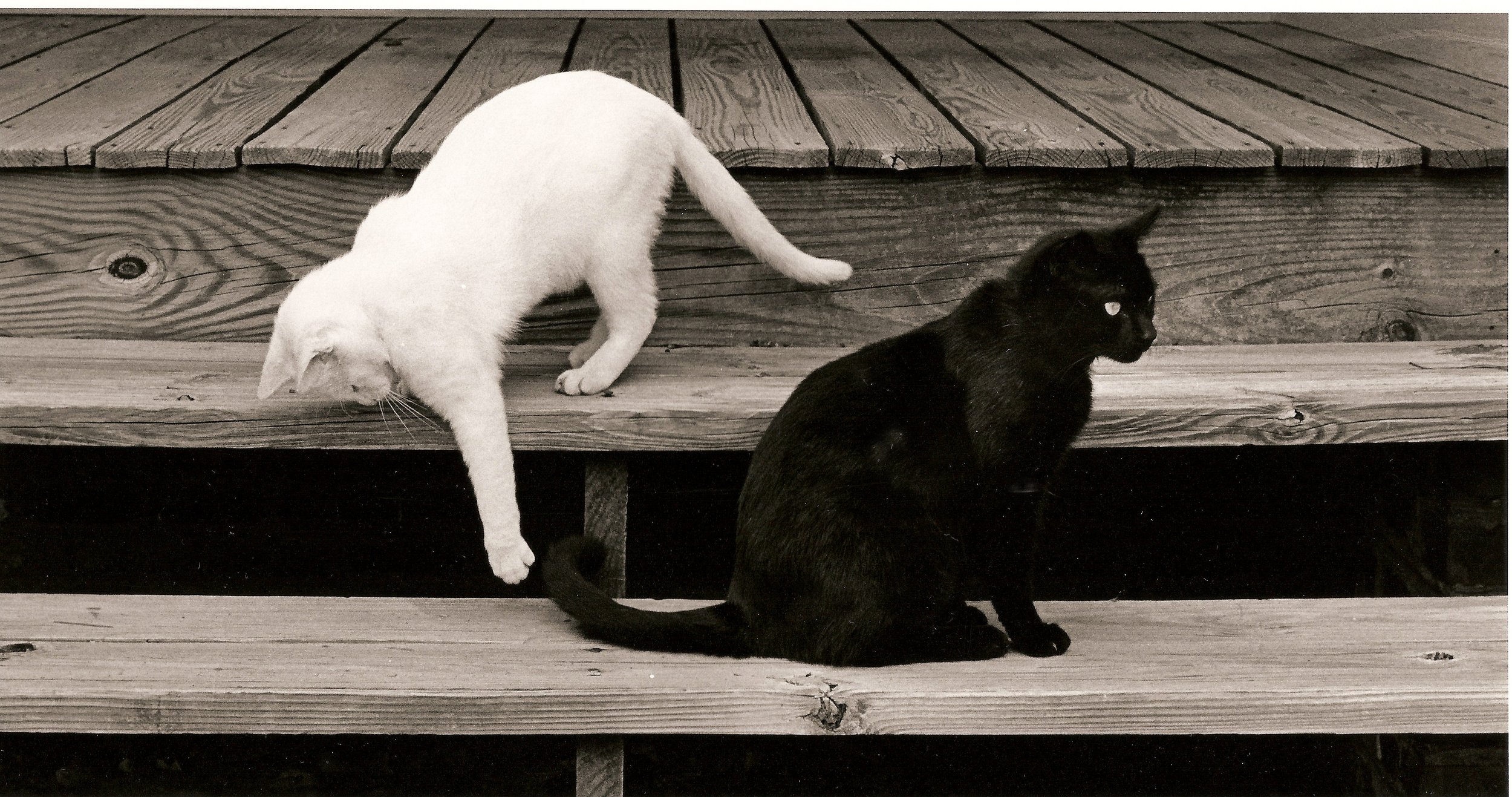 cats.jpeg