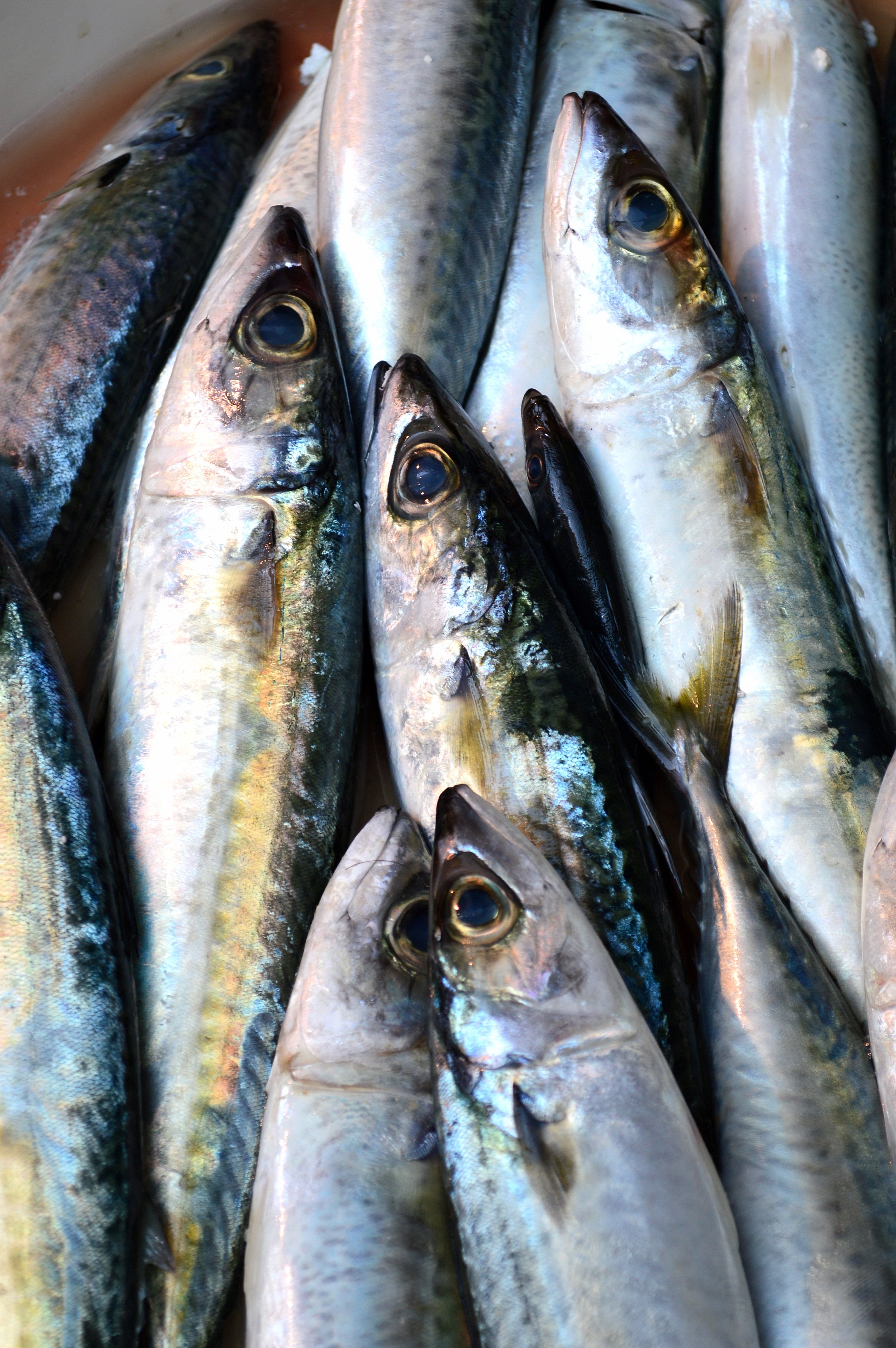fish001.JPG