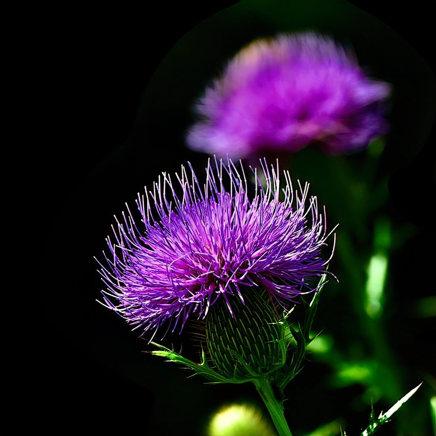 purple.jpeg