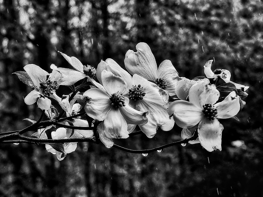 755C437B-4C1F-4F68-AA06-2B42B19B2248_1_201_a.jpeg