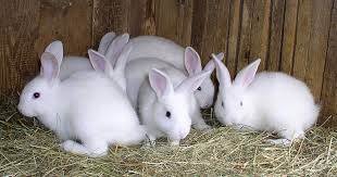 Why Rabbits — Hostile Hare