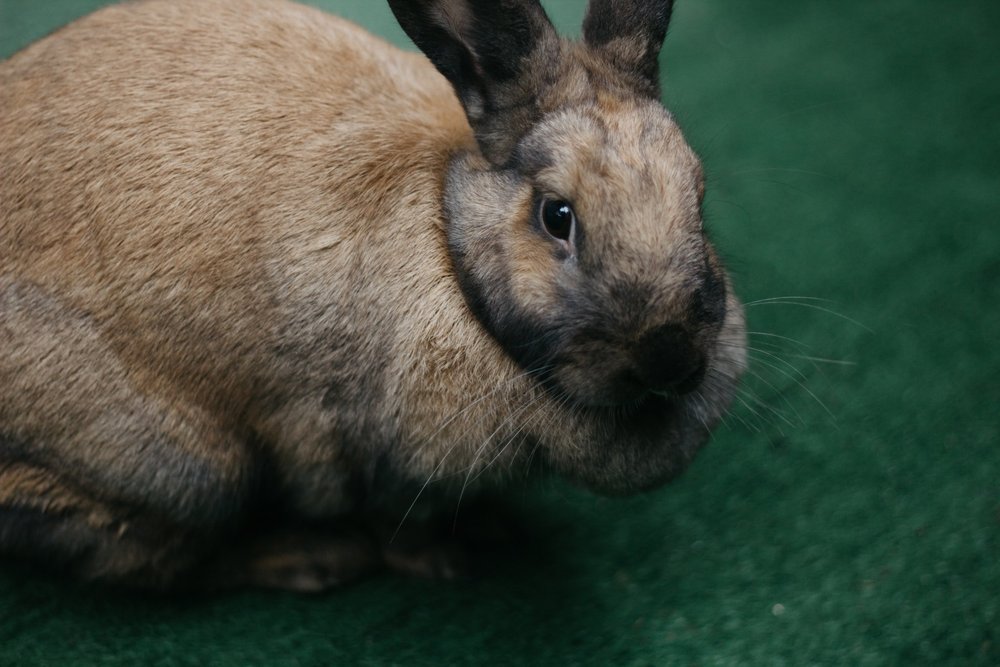 Rabbit Breeding Calculator — Hostile Hare