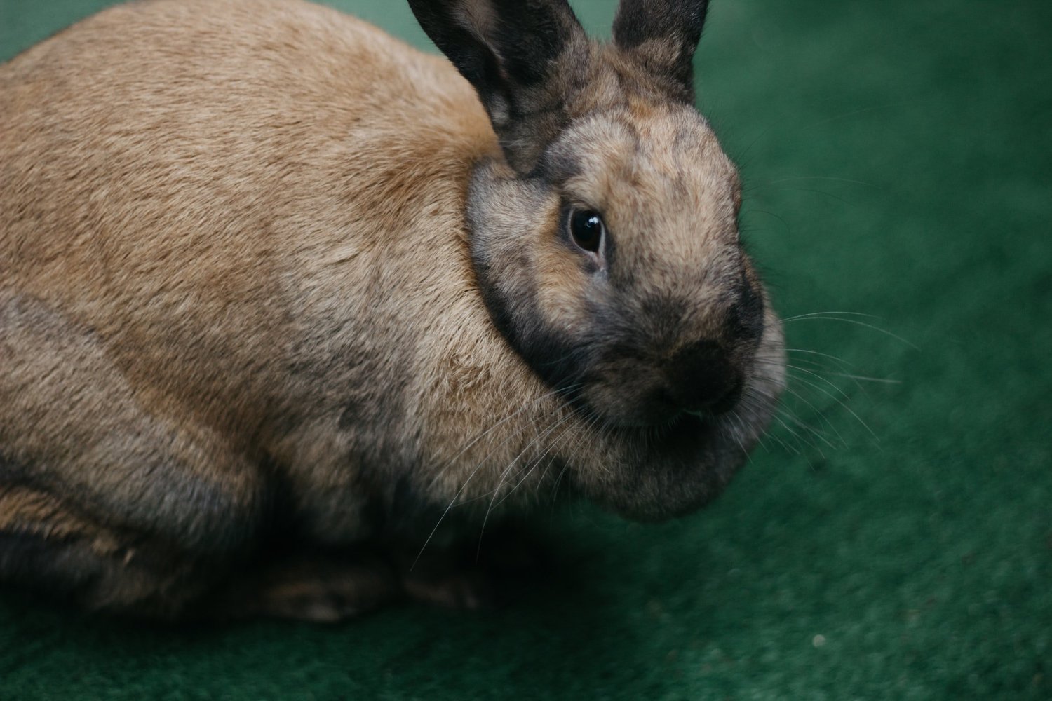 Rabbit Breeding Calculator — Hostile Hare