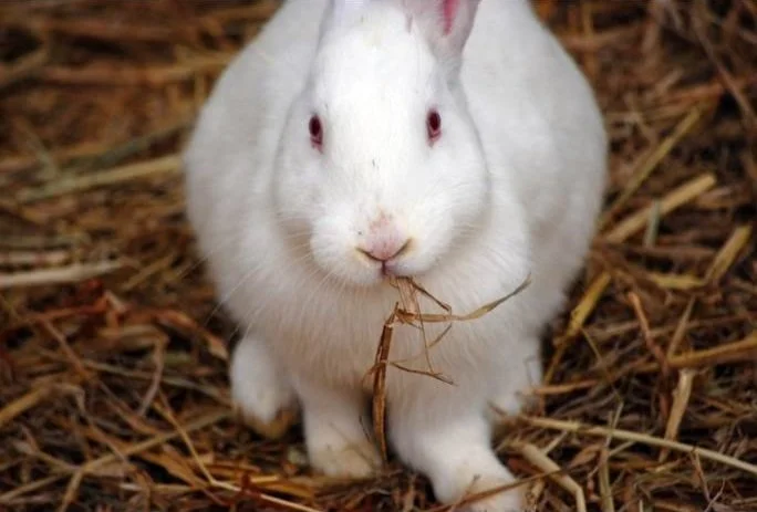 Raising Healthy Rabbits — Hostile Hare