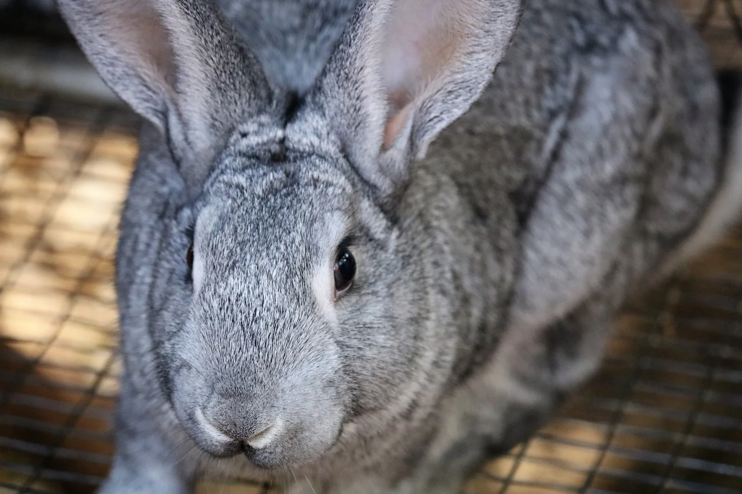 Rabbit and Quail Cages & More - Hostile Hare