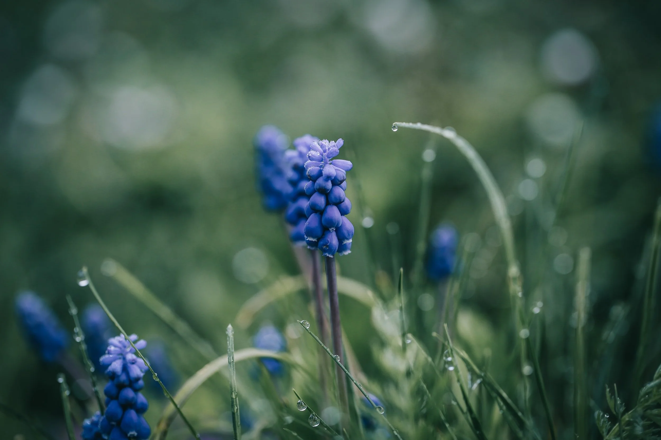 Bluebell flowers with raindrops on a green background