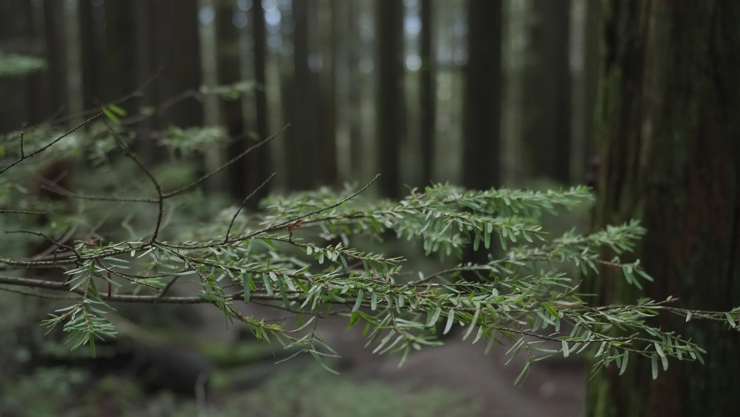 Close up of hemlock branches with forest in the background