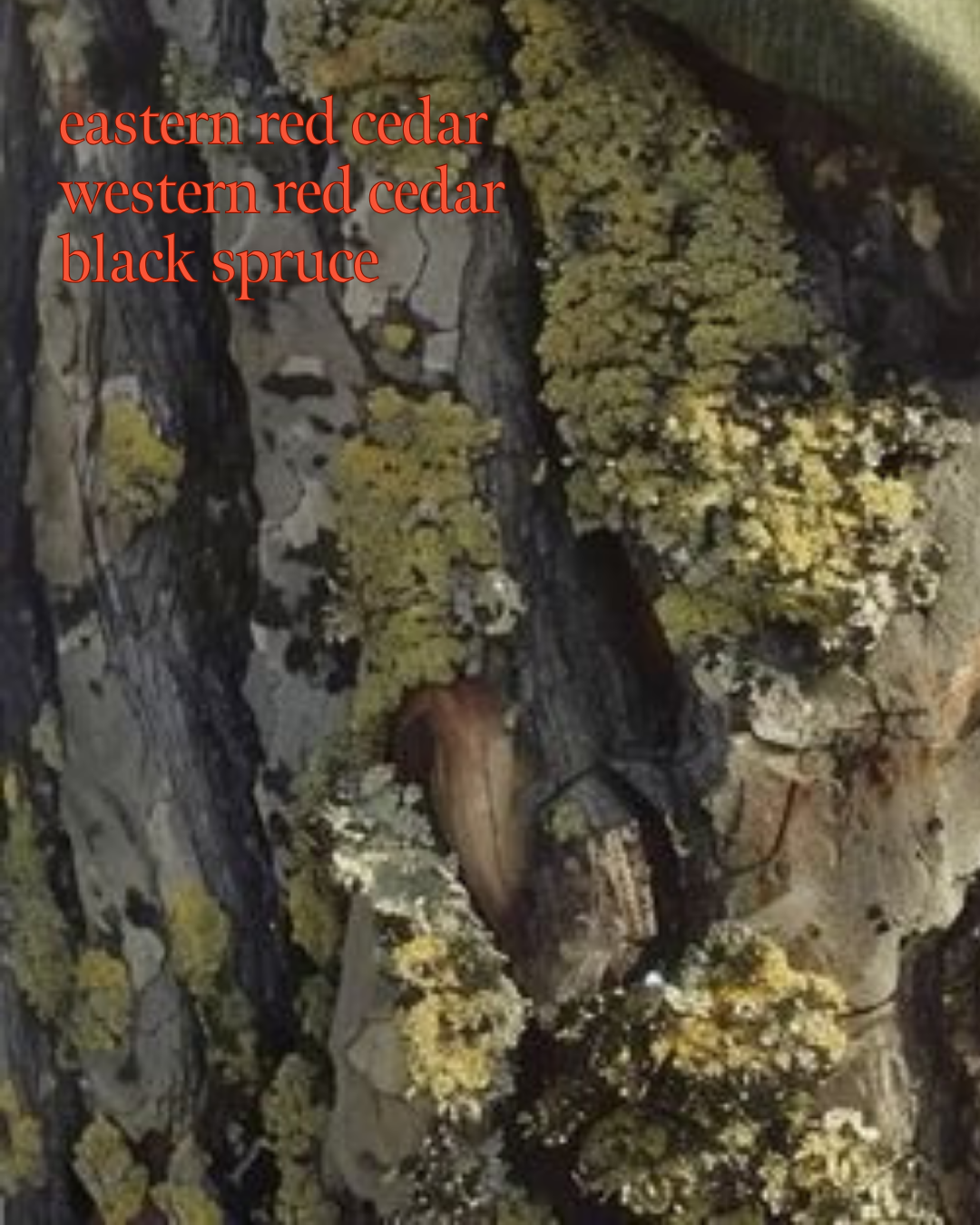 9.png