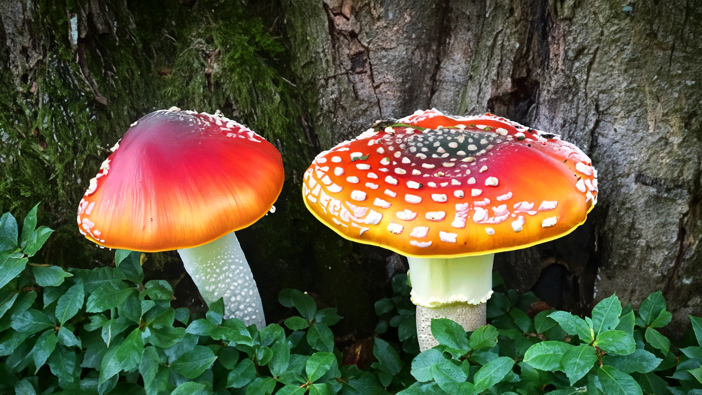 amanita muscaria under a tree