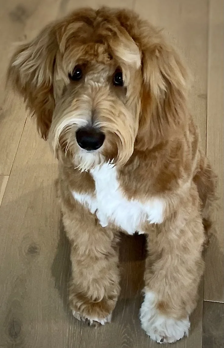 Daisy--7+months.jpeg