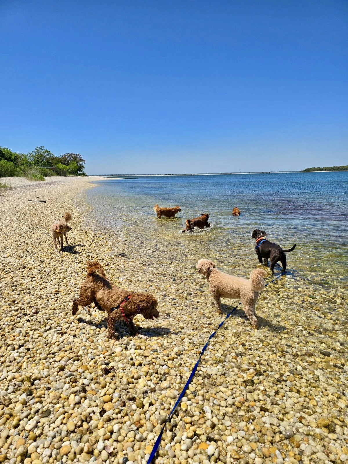 Daisy &amp; Pals Tearing it Up, AND Staying Cool Down at the Bay, with Paco