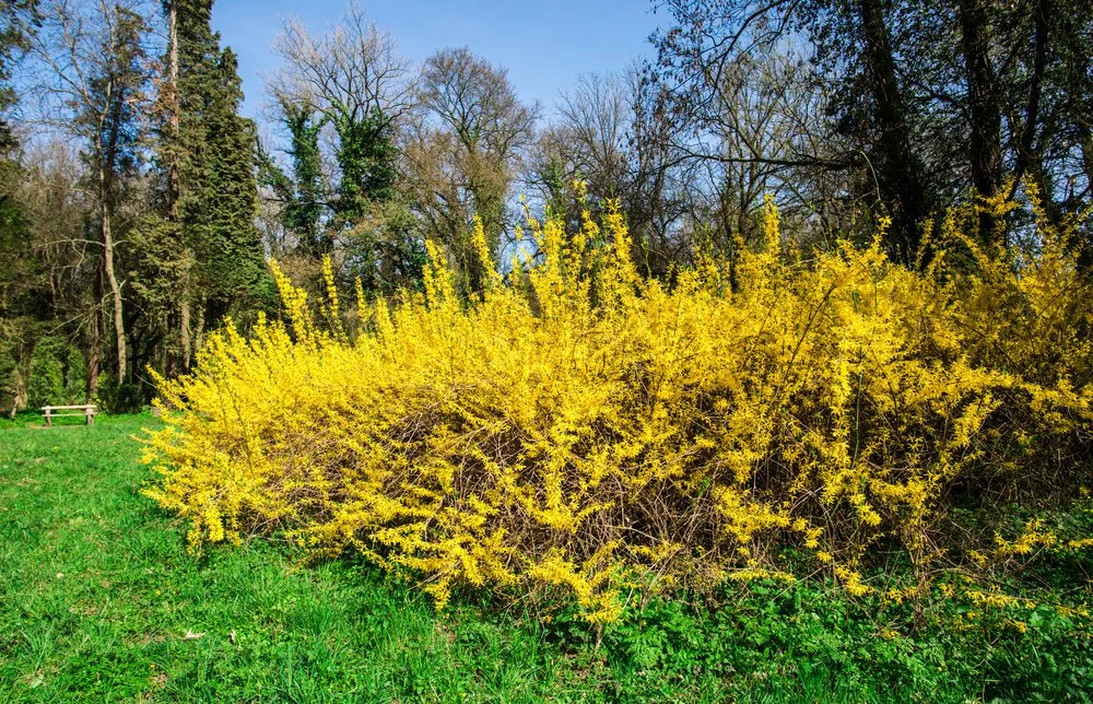 Forsythia.jpeg