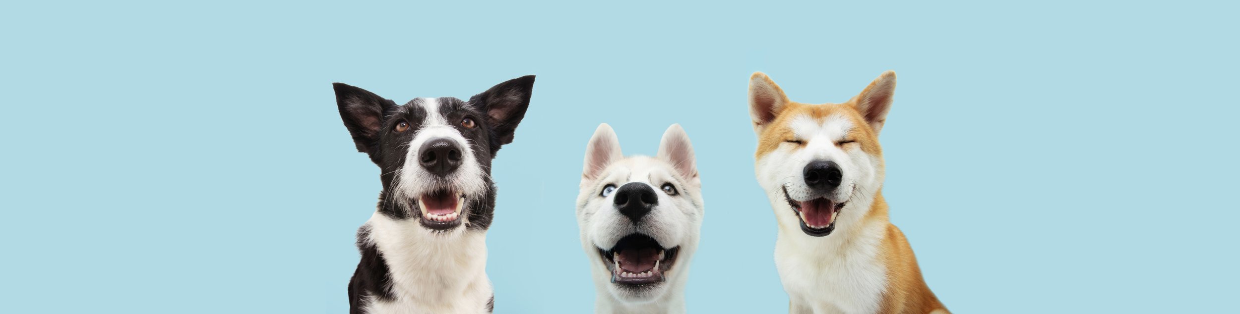 Do Our Animals Love Us? Do they love me? Or do they just love that I feed them, pet them, walk them, and adore them? By Angela Rieck.
