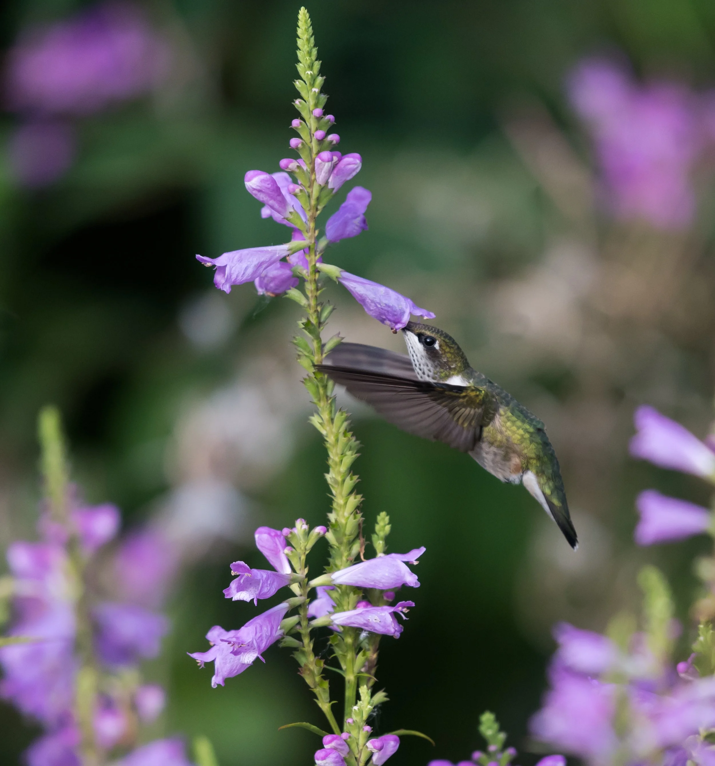 Hummingbirds in Sag Harbor. Really. A life ramble about the hummingbirds on our deck. What it all means and what not. By Sandra Novick.
