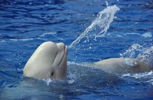 Extraordinary Creatures. Some of what we don’t know about whales. Social, intelligent, feeling, you are in for a surprise.  By Angela Rieck. 