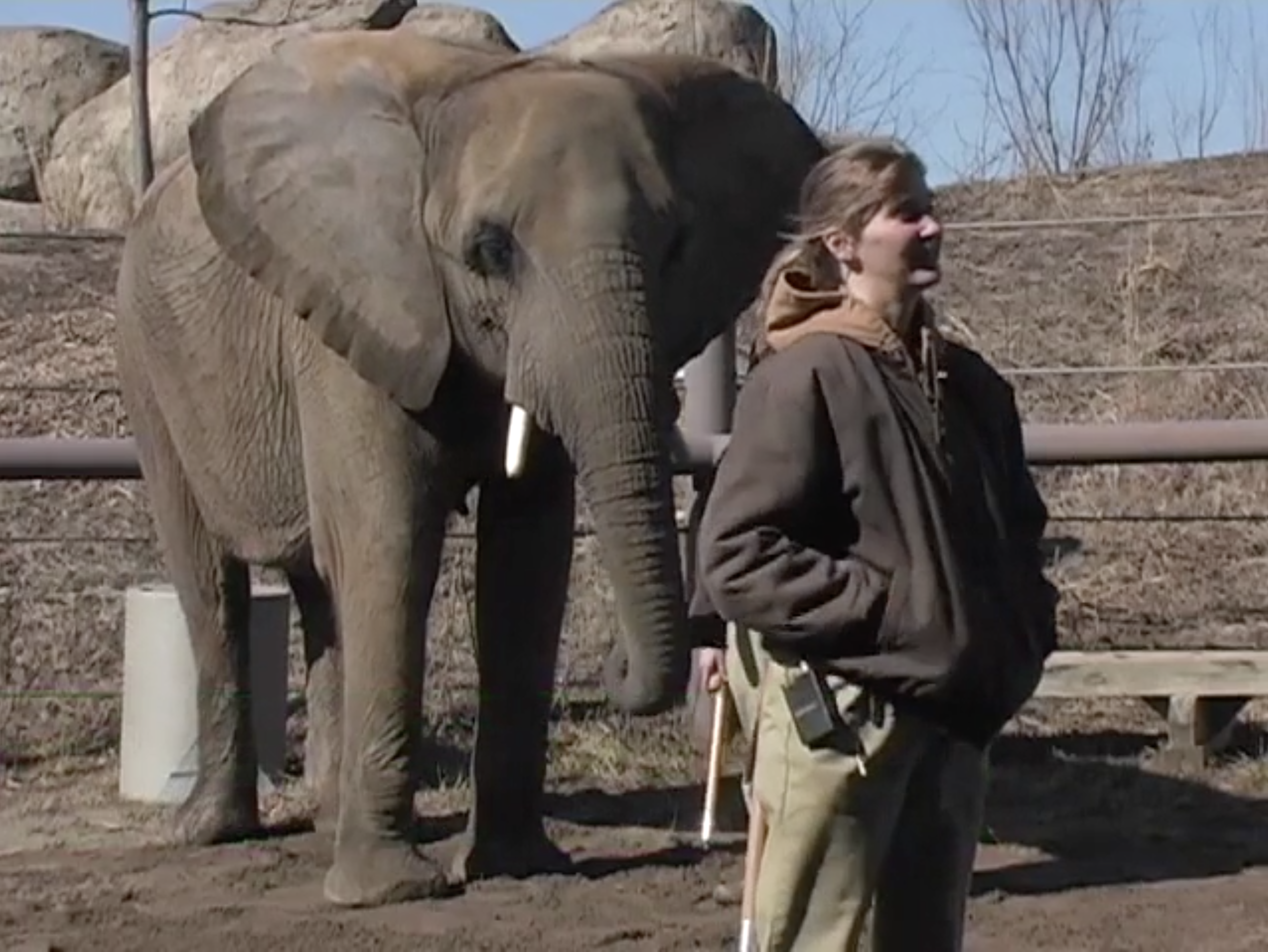 Person in brown jacket standing with elephant in outdoor enclosure.