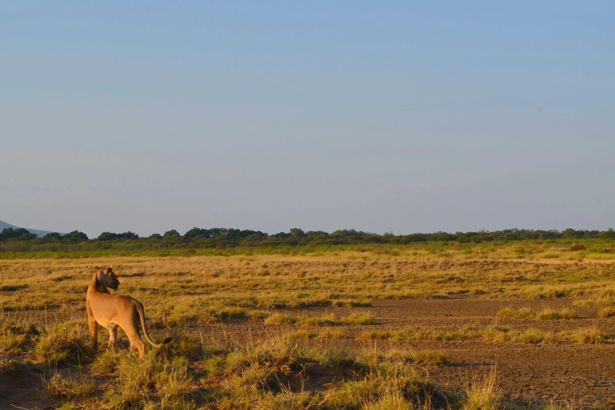 Laleenok+Wildlife+-+125+of+138.jpg