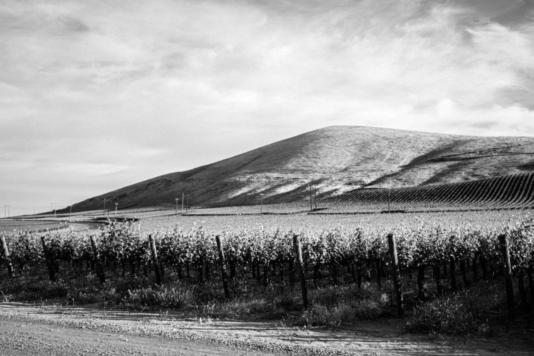 Spring on Red Mountain: A Promising Start to the 2025 Vintage