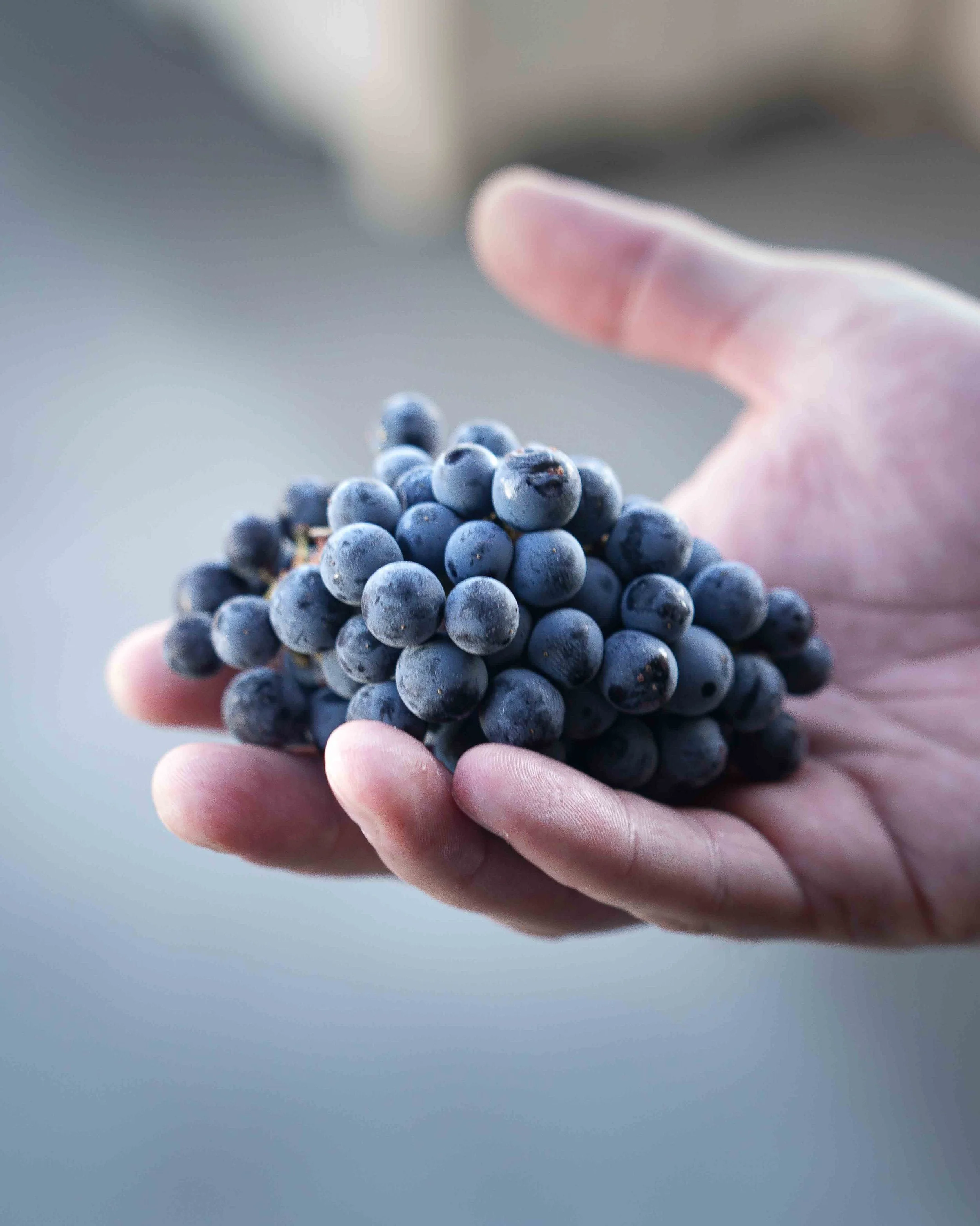 Harvest 2023 – From Grape to Glass