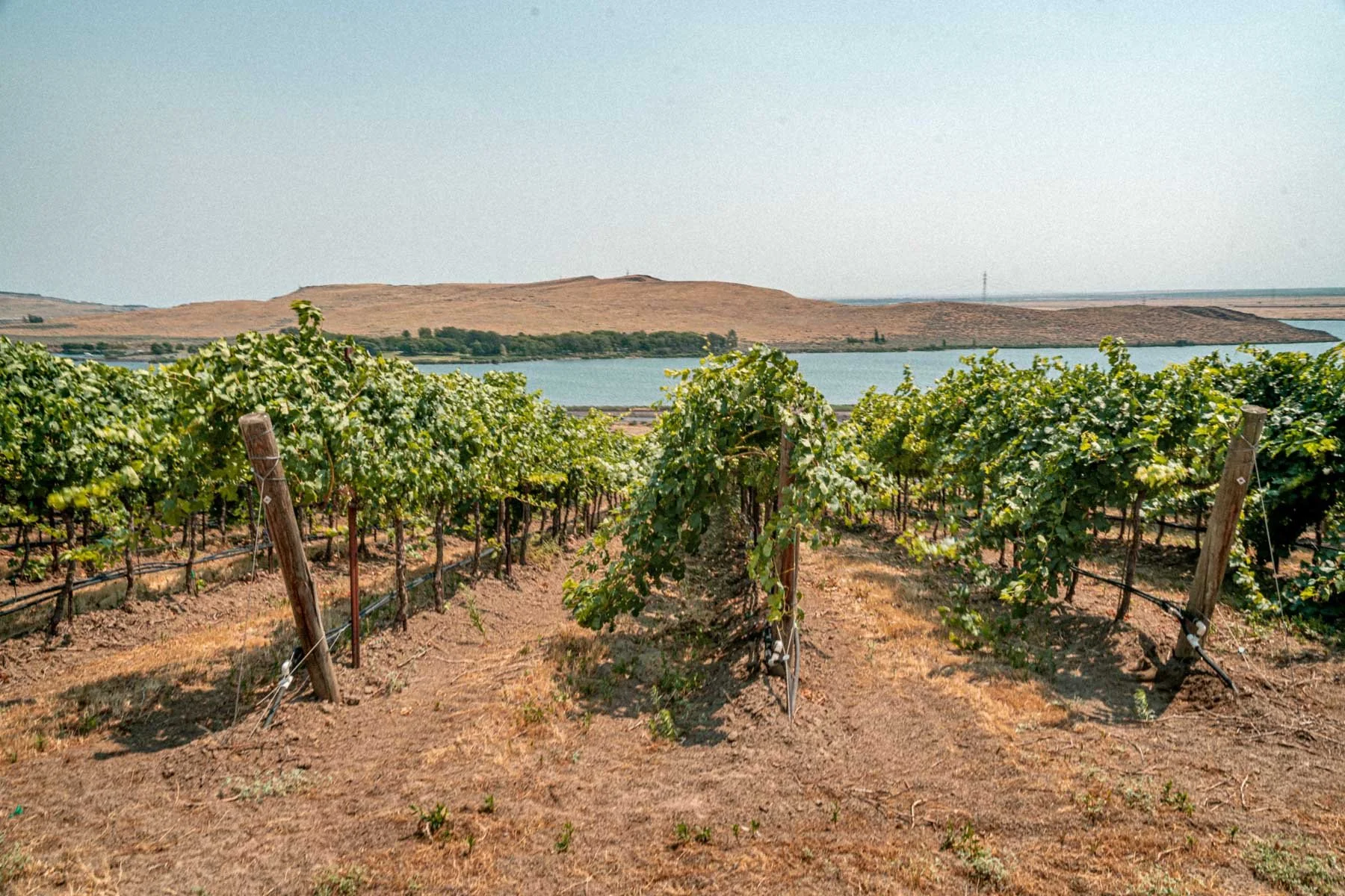 Rows of grapes at Discovery Vineyard near a body of water and rolling hills in the background.