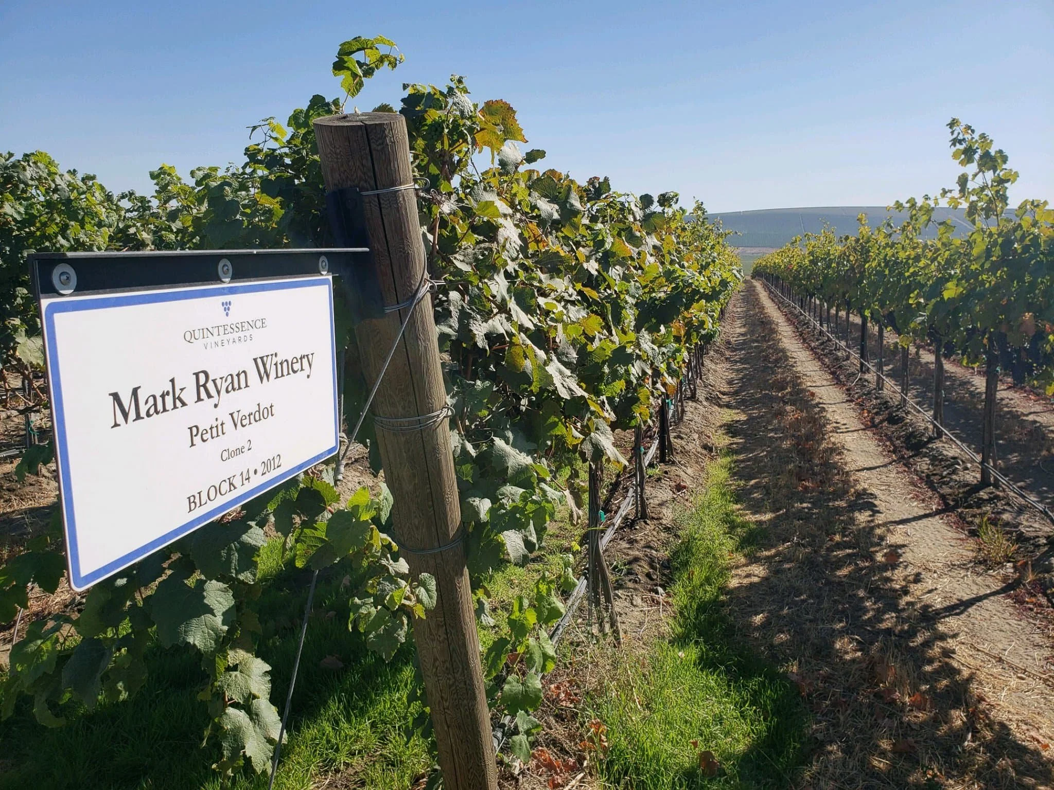 Block 14 Petit Verdot at Quintessence Vineyard on Red Mountain.