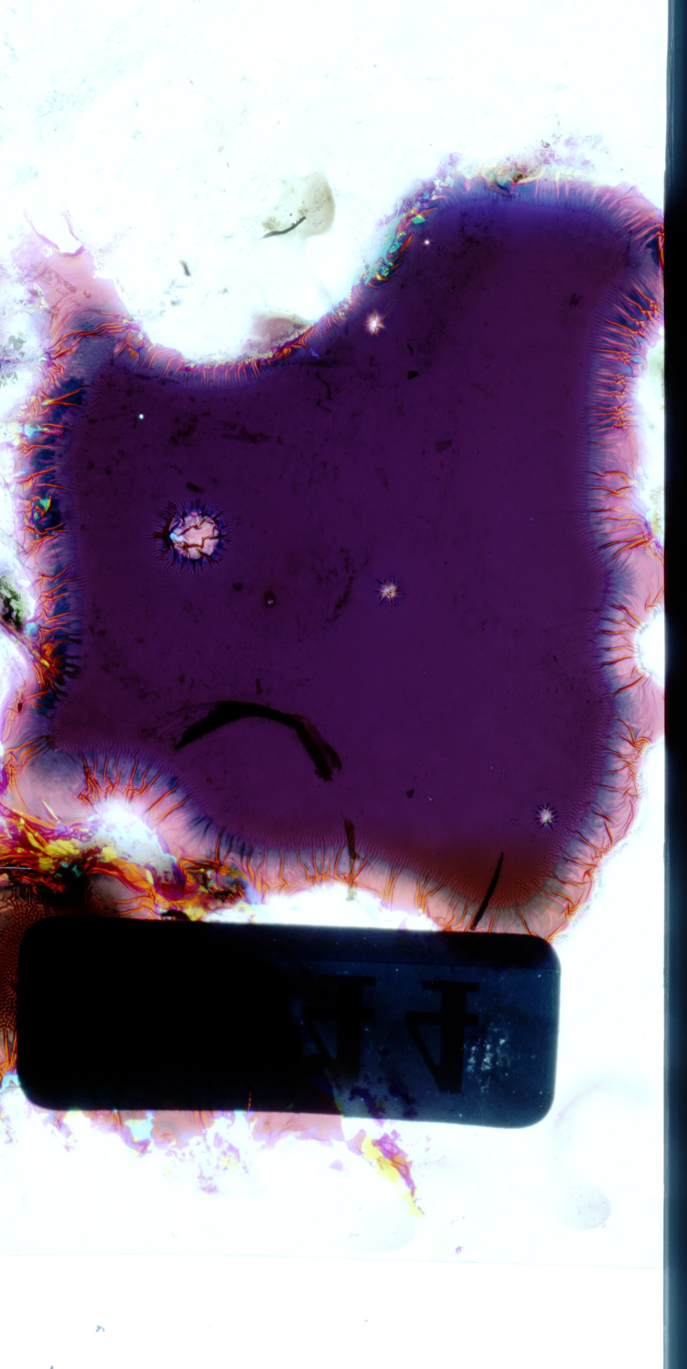 Peony - Portra - emulsion blob purple.jpg