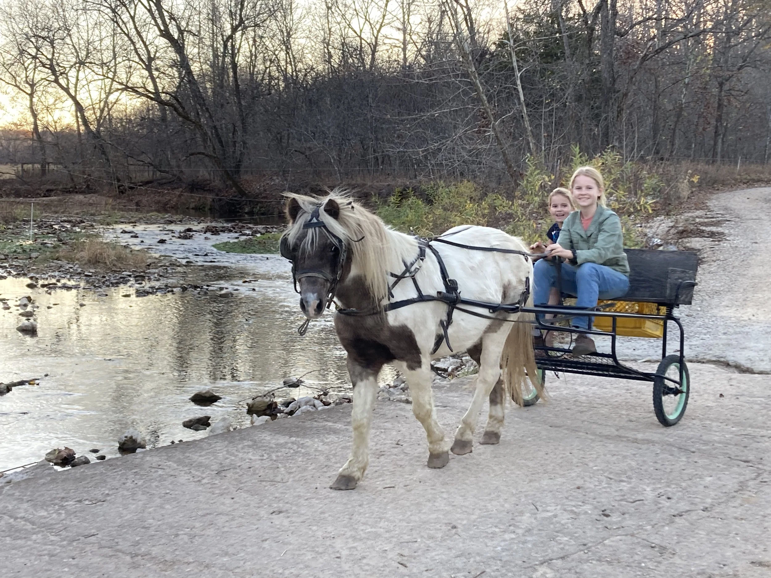 Horses — REDBIRD RANCH
