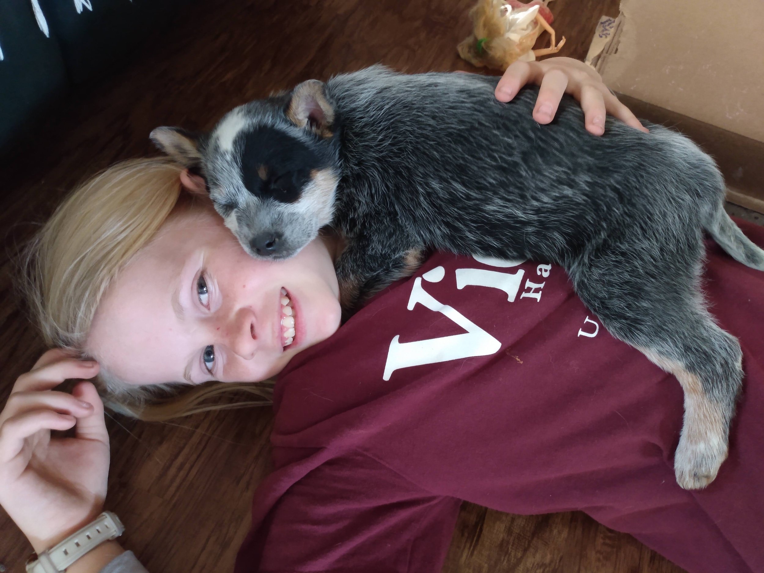 Heelers — REDBIRD RANCH