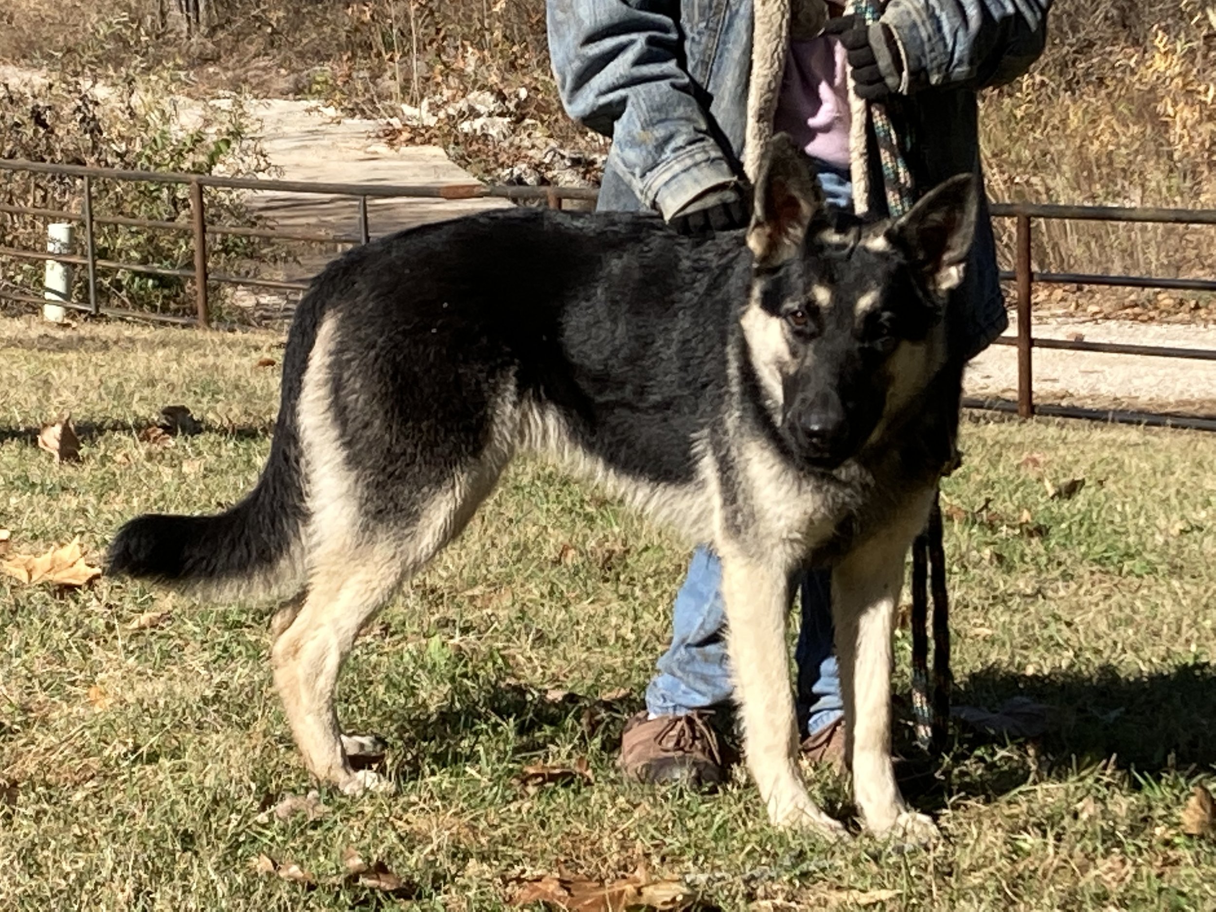 German Shepherds — REDBIRD RANCH