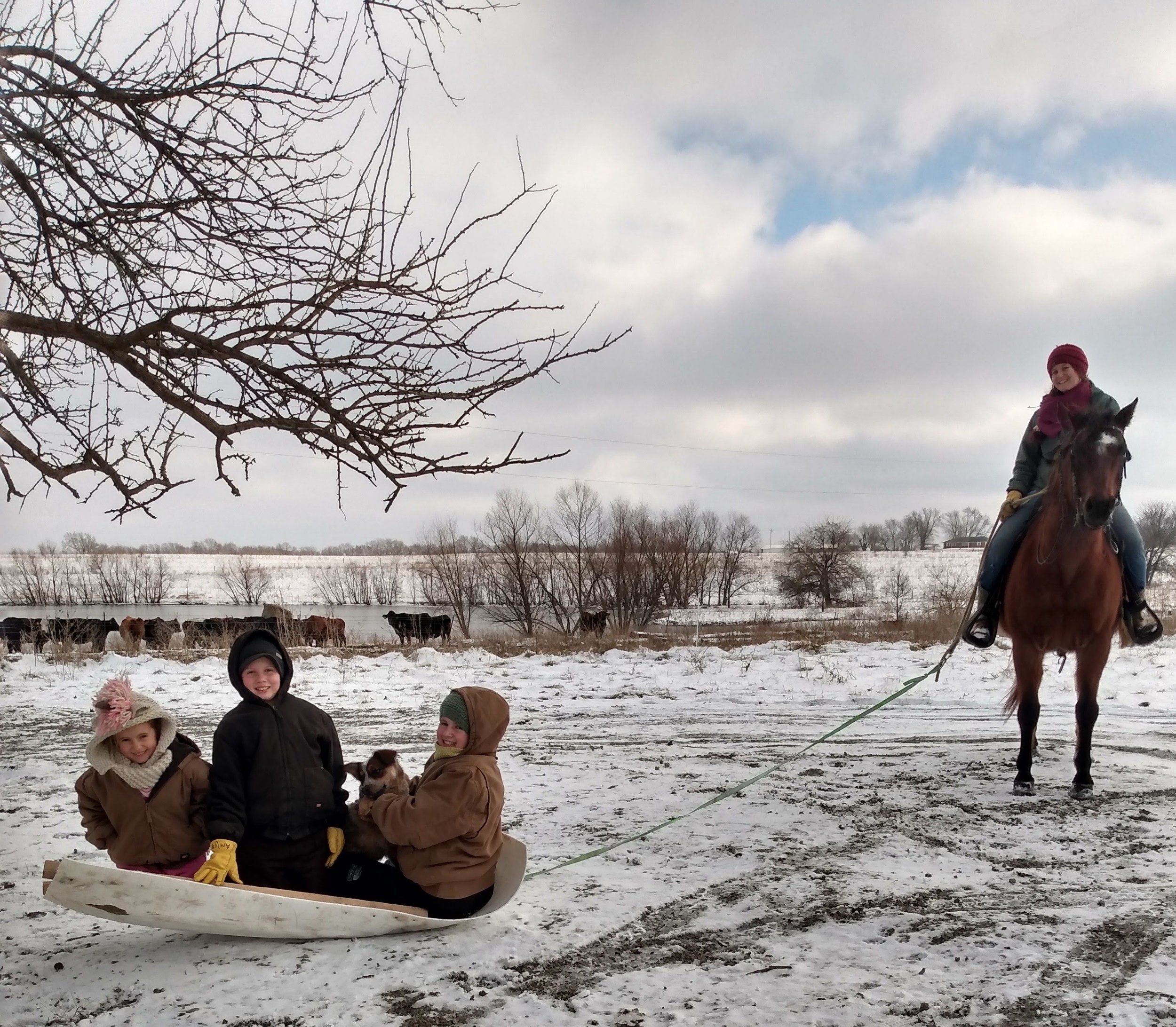 Horses — REDBIRD RANCH