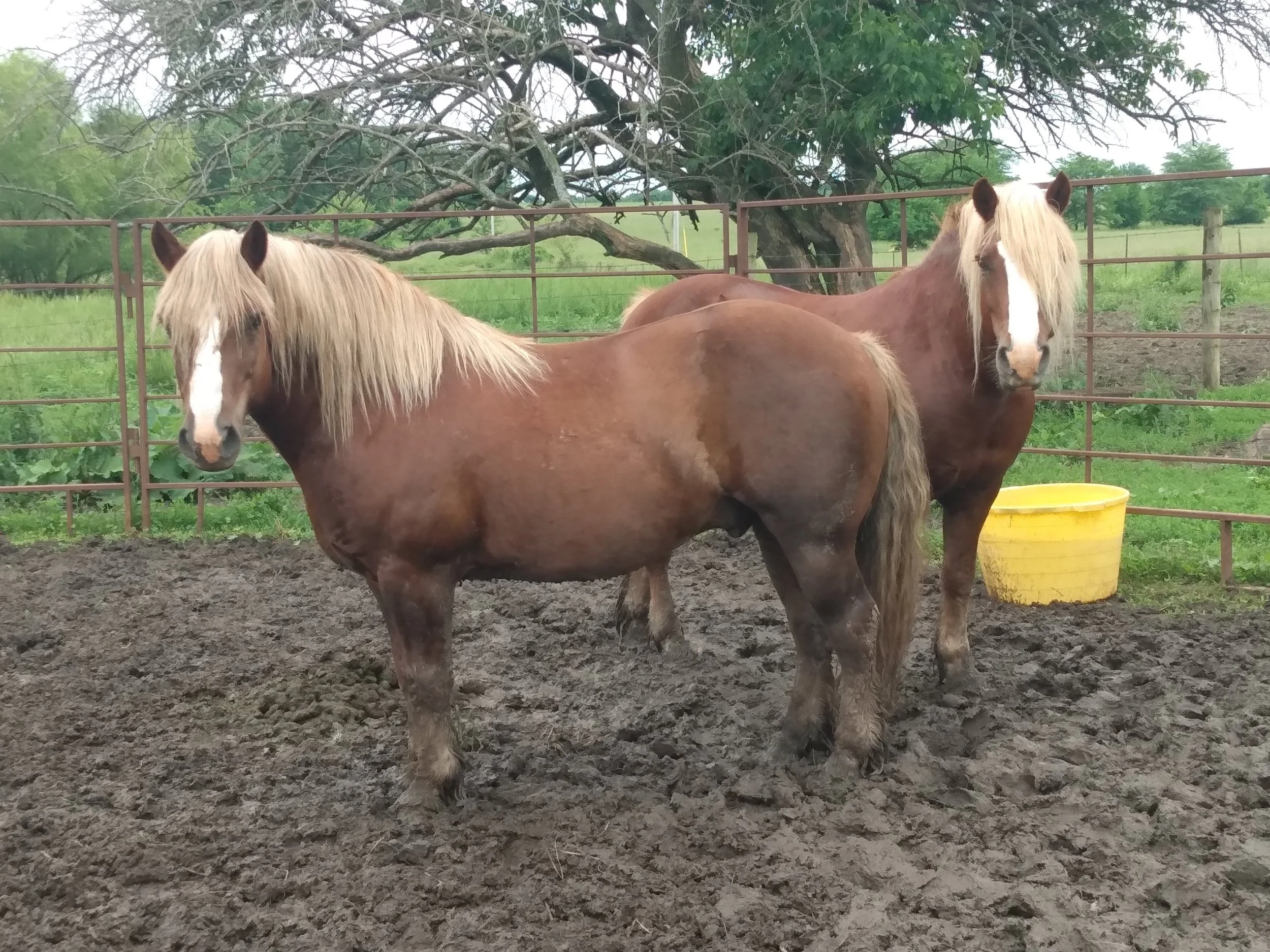 Horses — REDBIRD RANCH