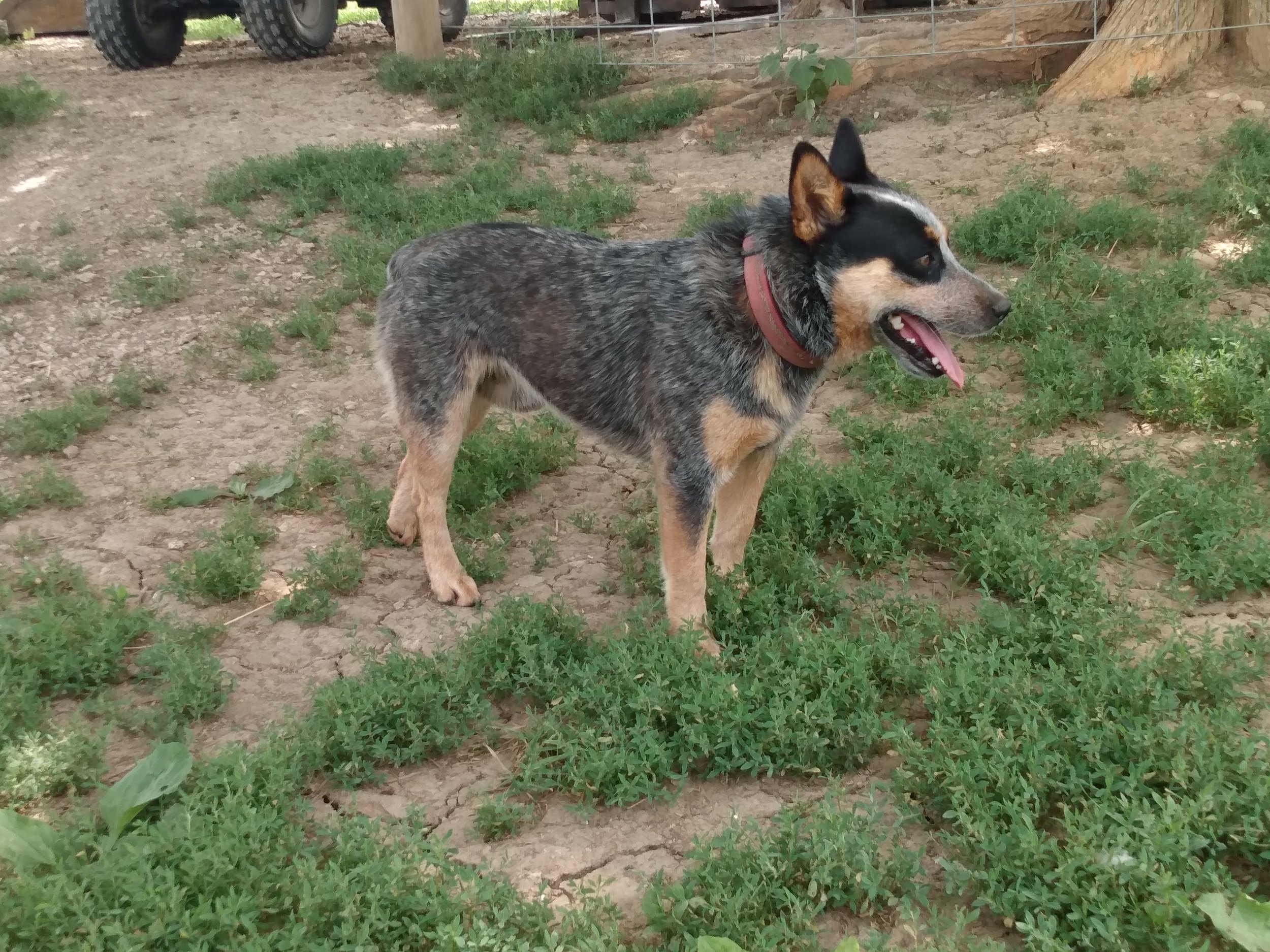 Heelers — REDBIRD RANCH