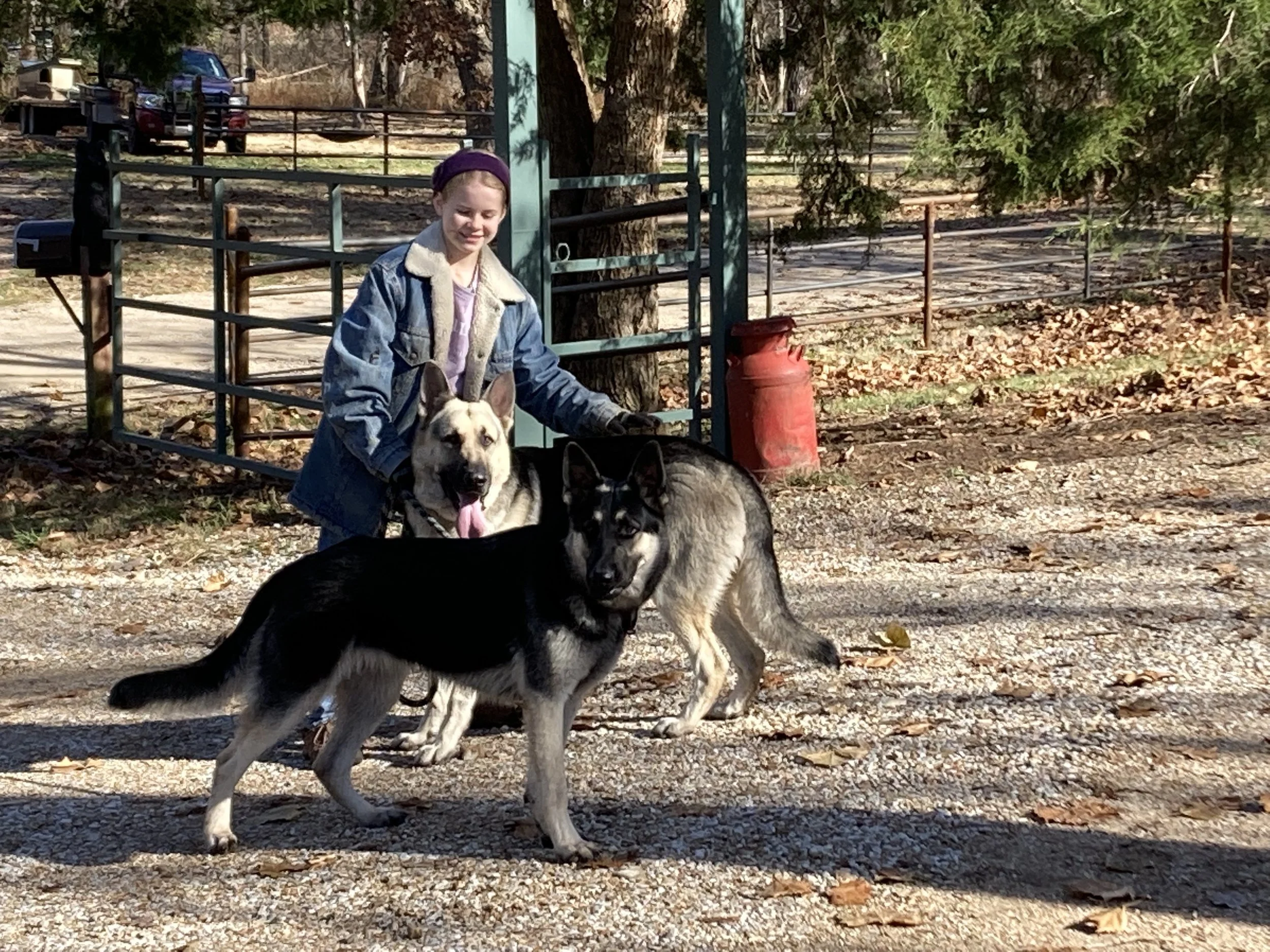 German Shepherds — REDBIRD RANCH