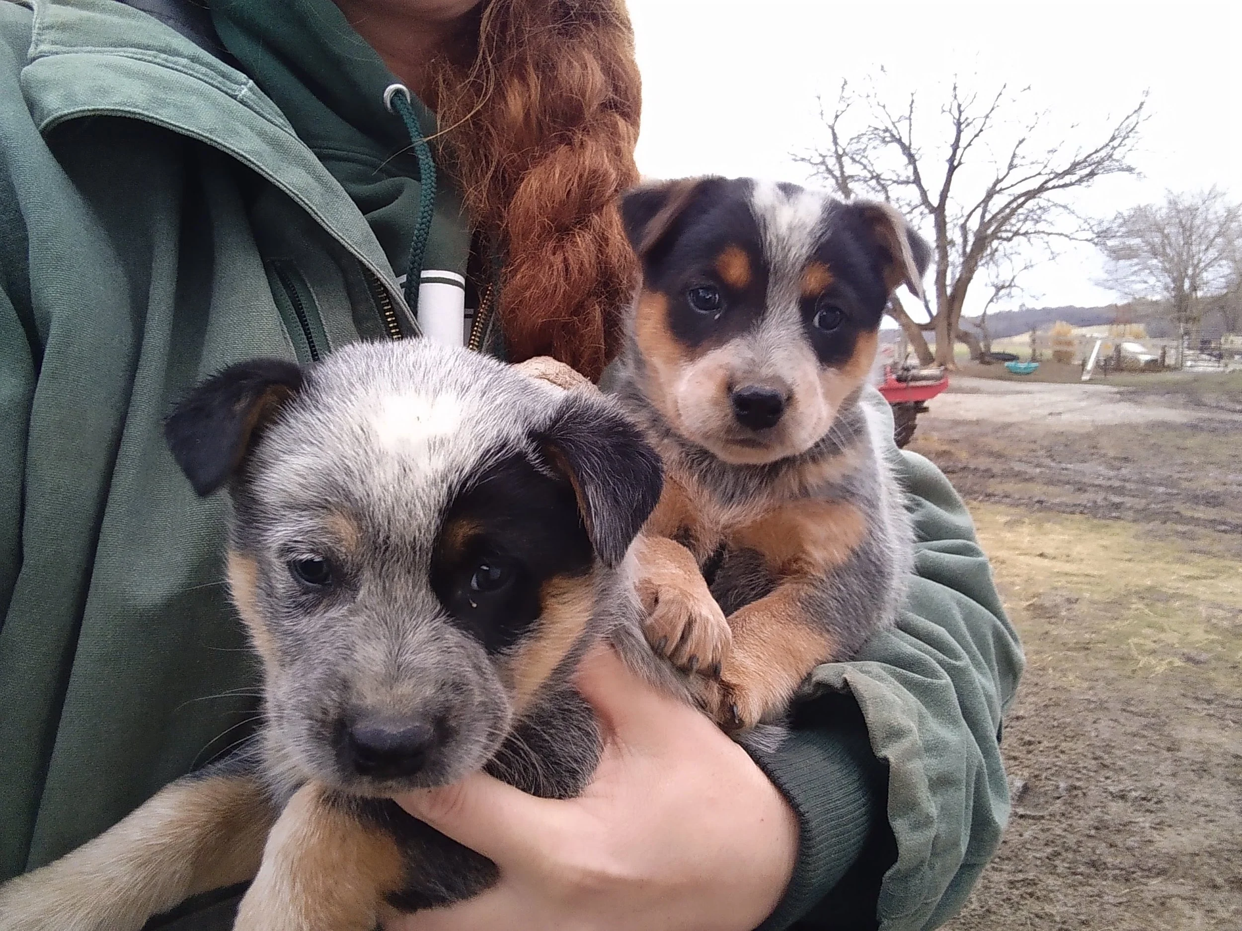 Heelers — REDBIRD RANCH
