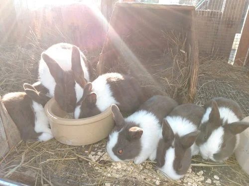 Rabbits With Guinea Pig Breeding Pods preview