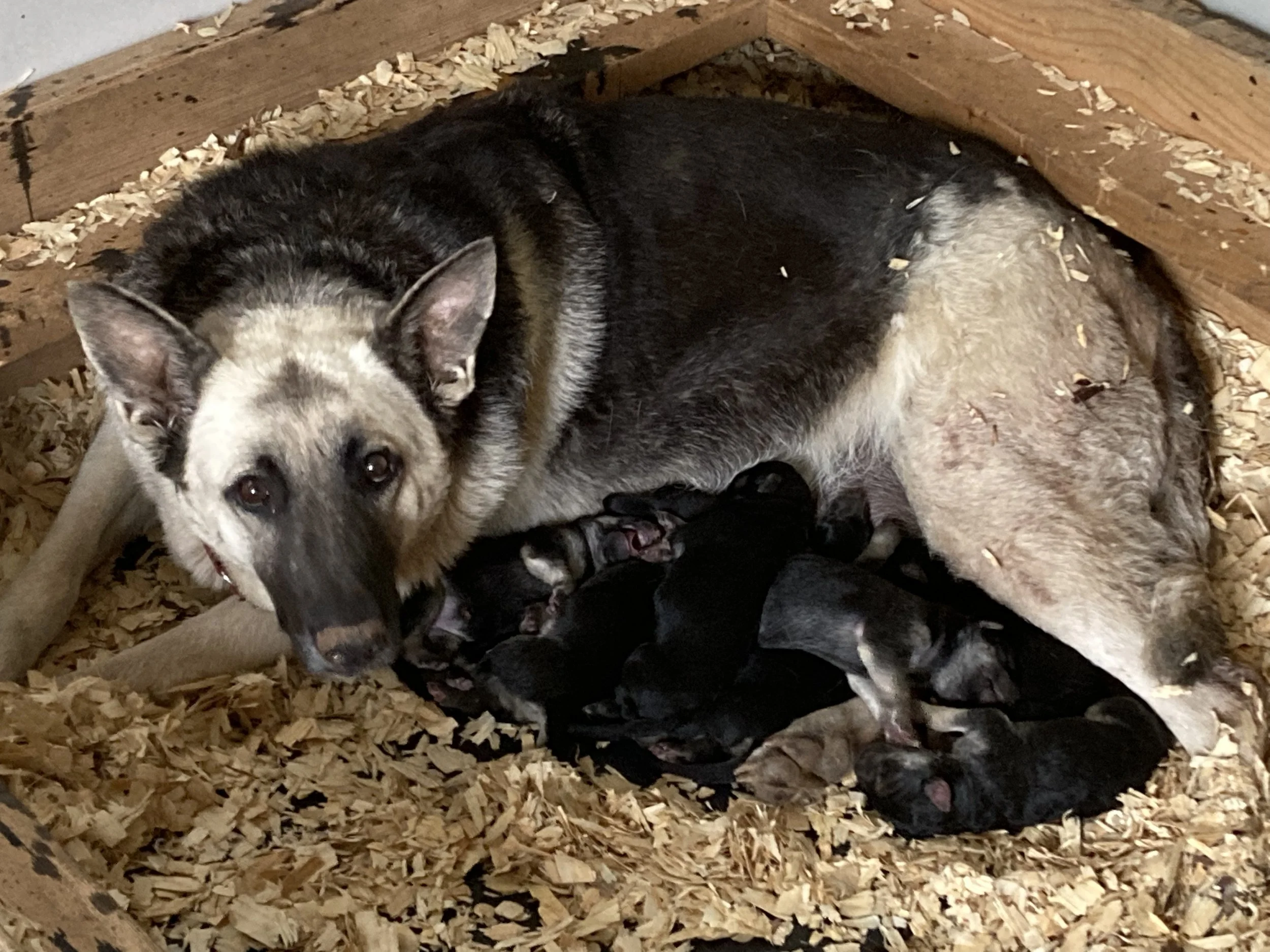 German Shepherds — REDBIRD RANCH