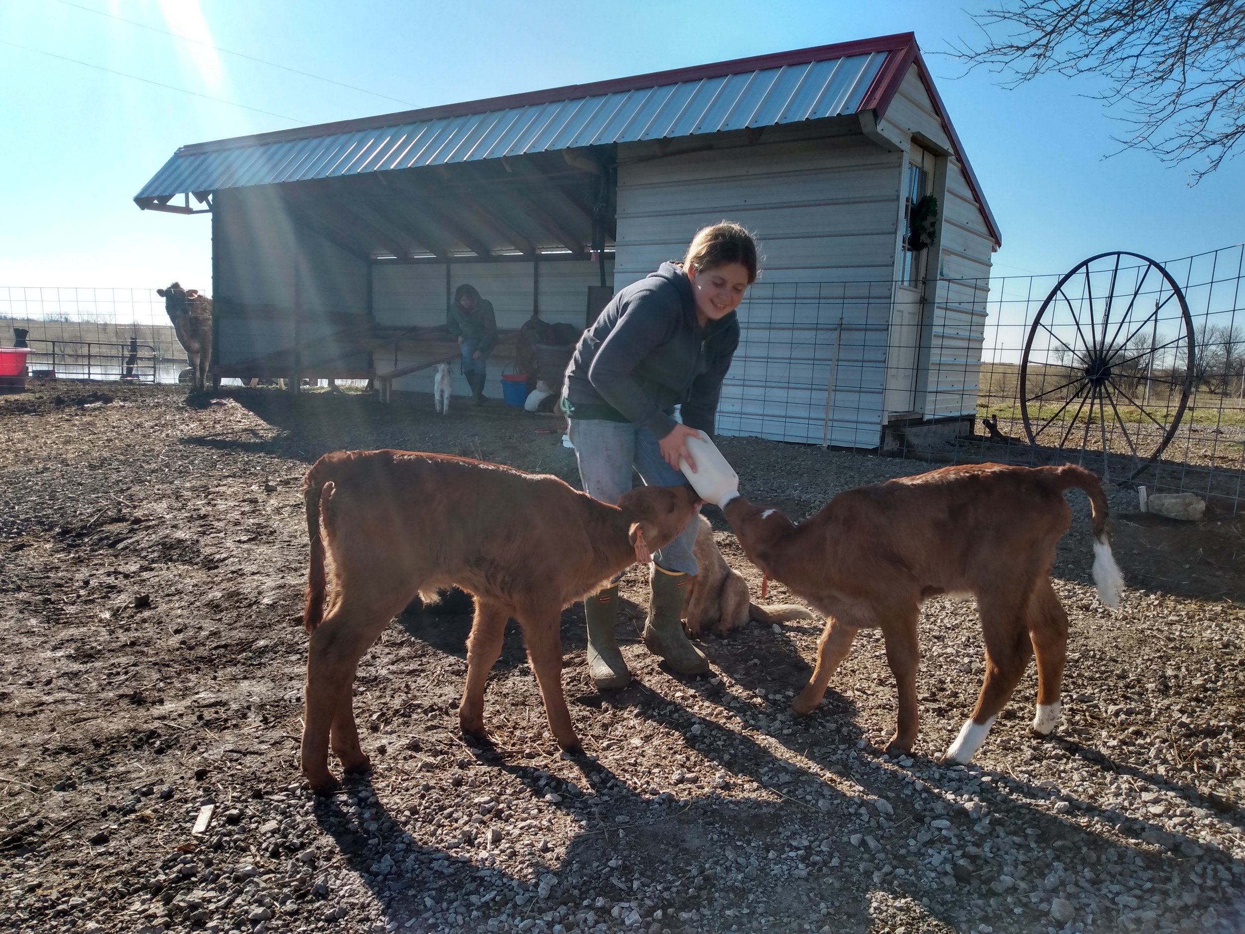 Jersey Cows & Calves — REDBIRD RANCH