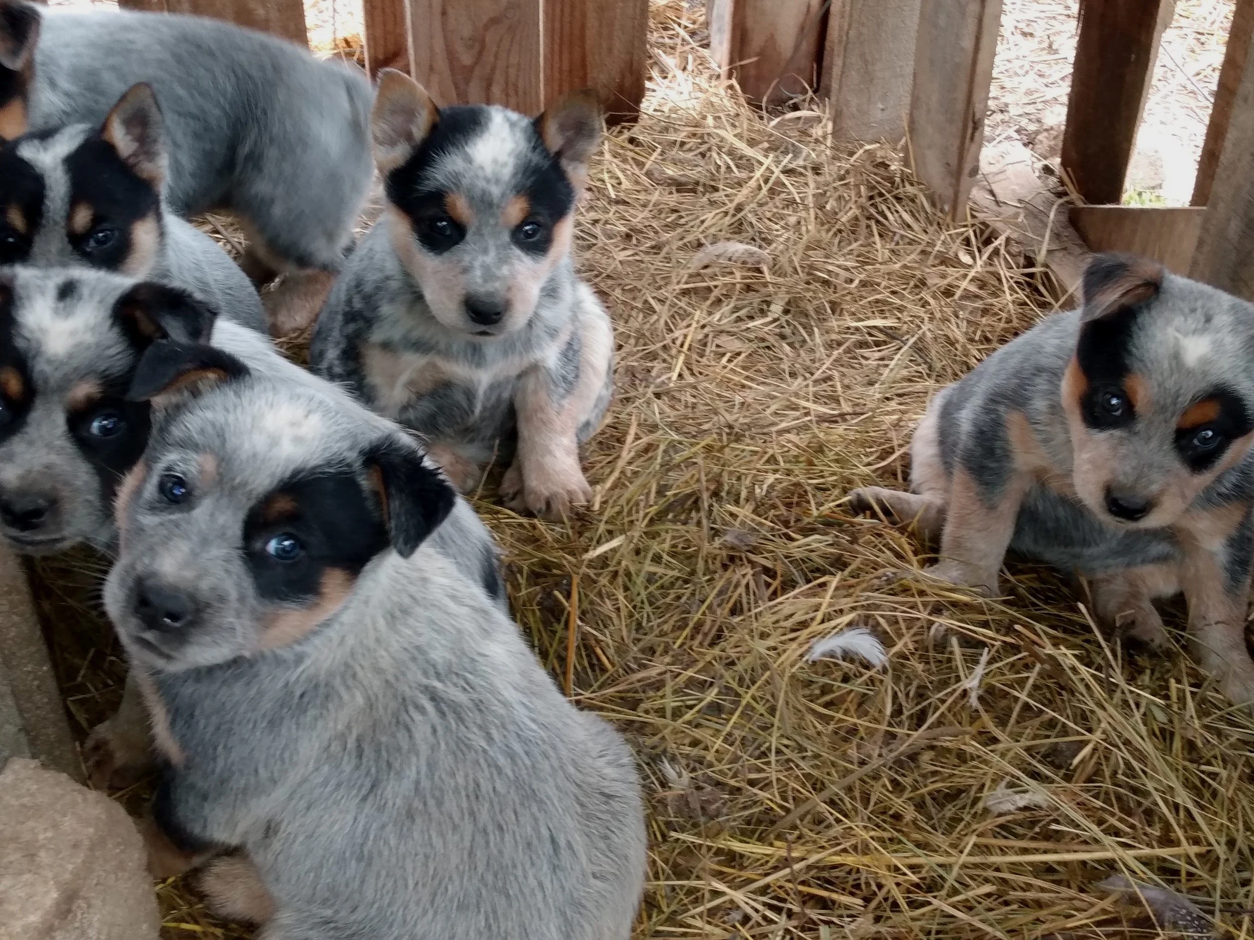 Heelers — REDBIRD RANCH
