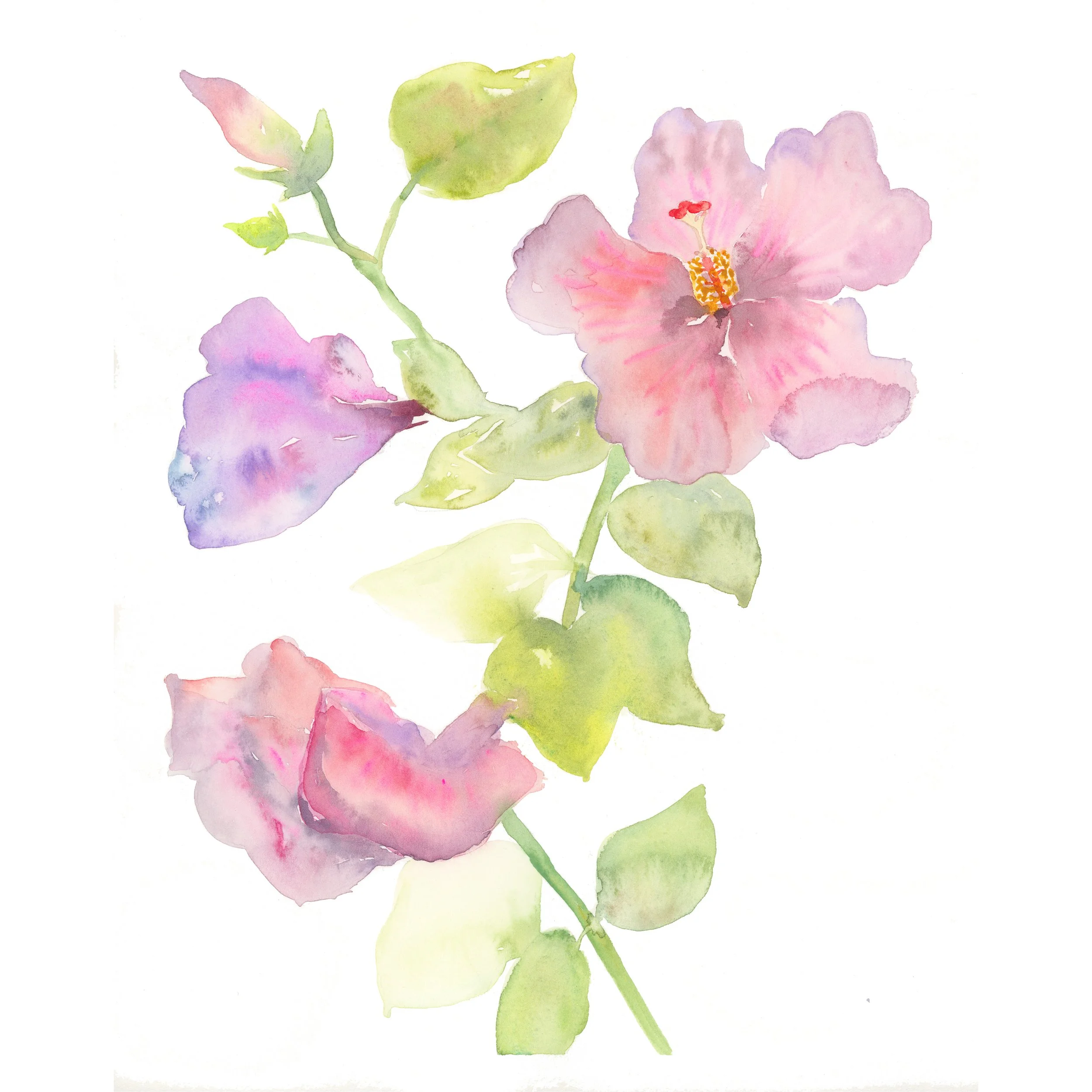 Hibiscus 01 square jpeg.jpg