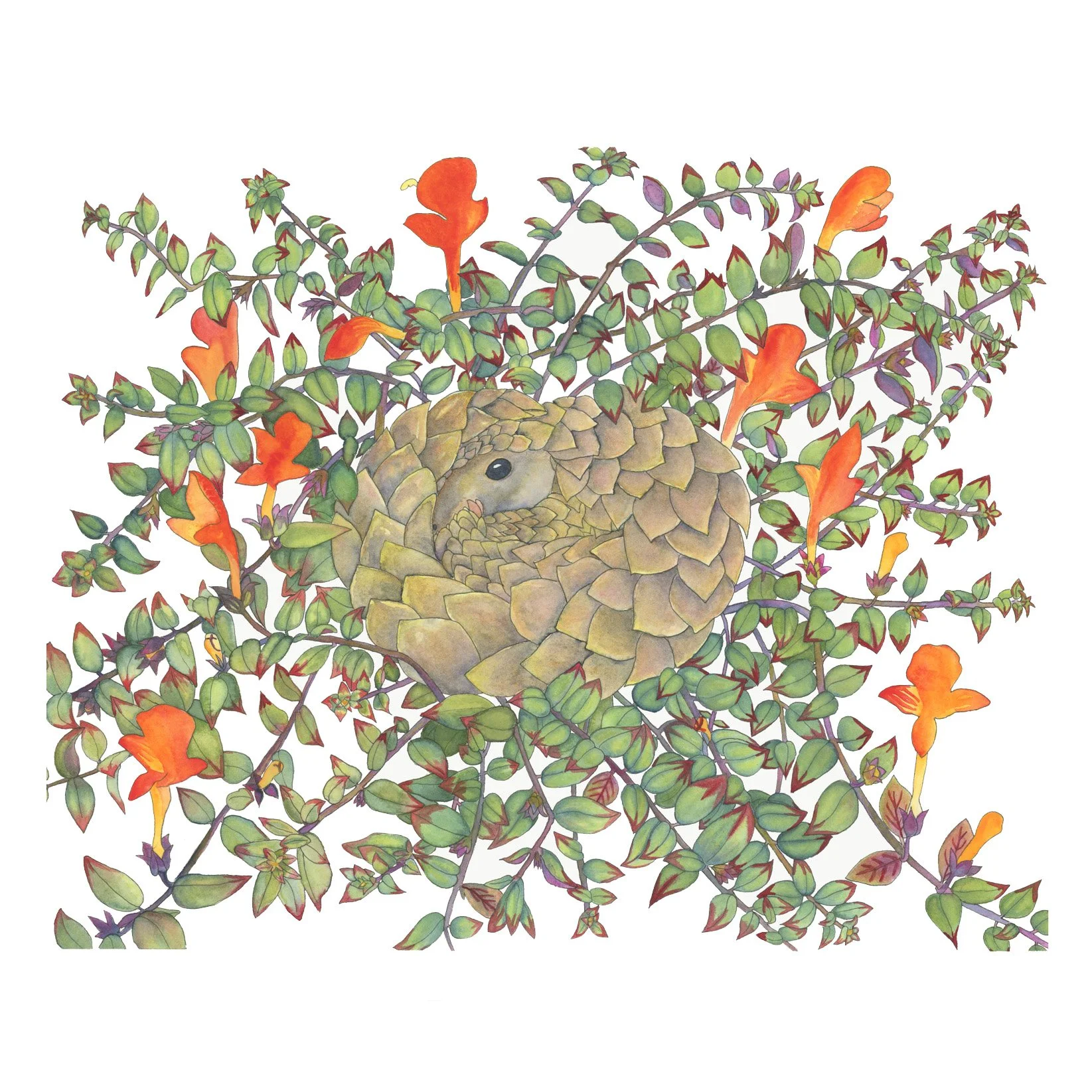 white-Pangolin in Columnea LQ 1 copy white background.jpg