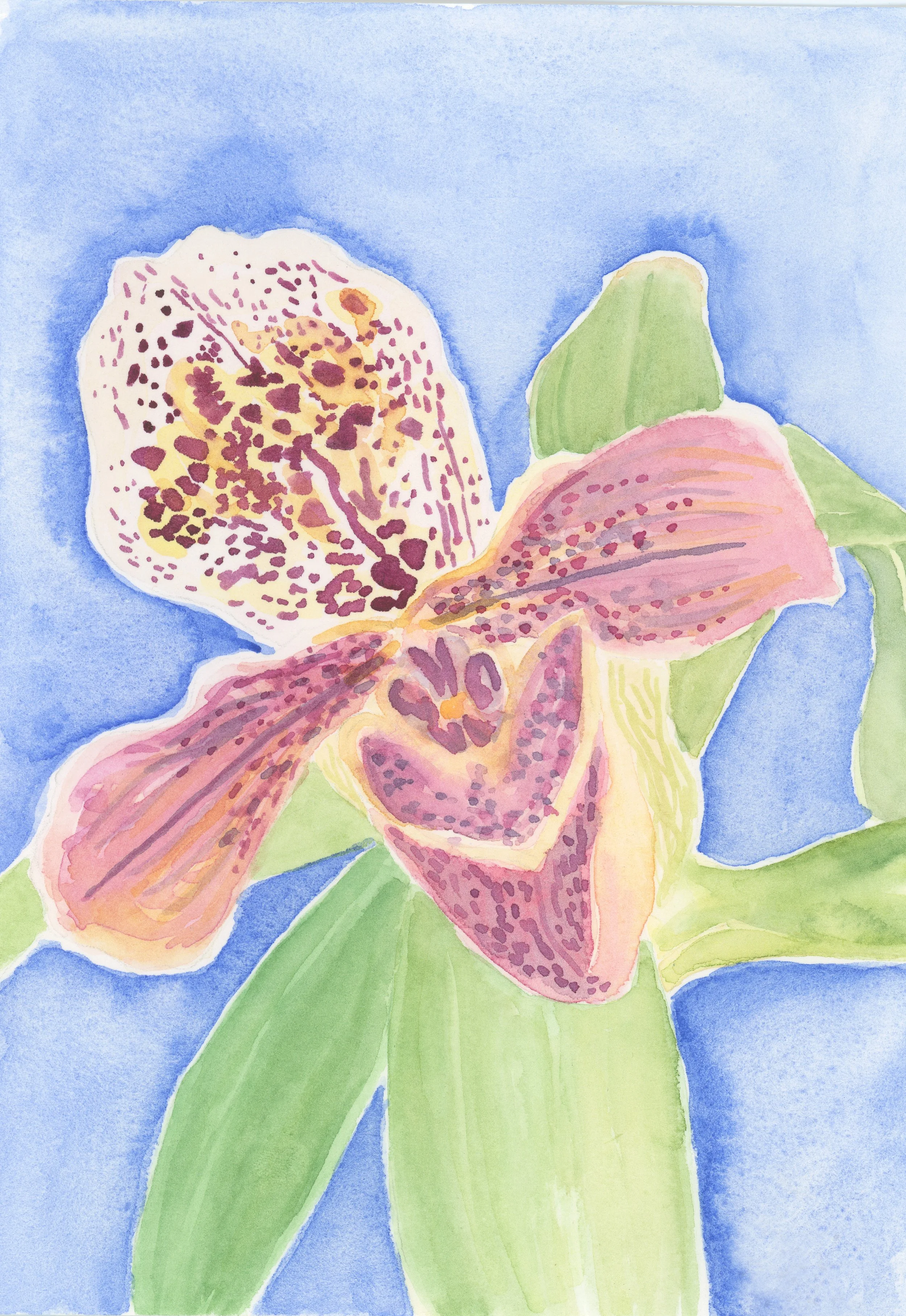 Orchid 05 JPEG.jpg