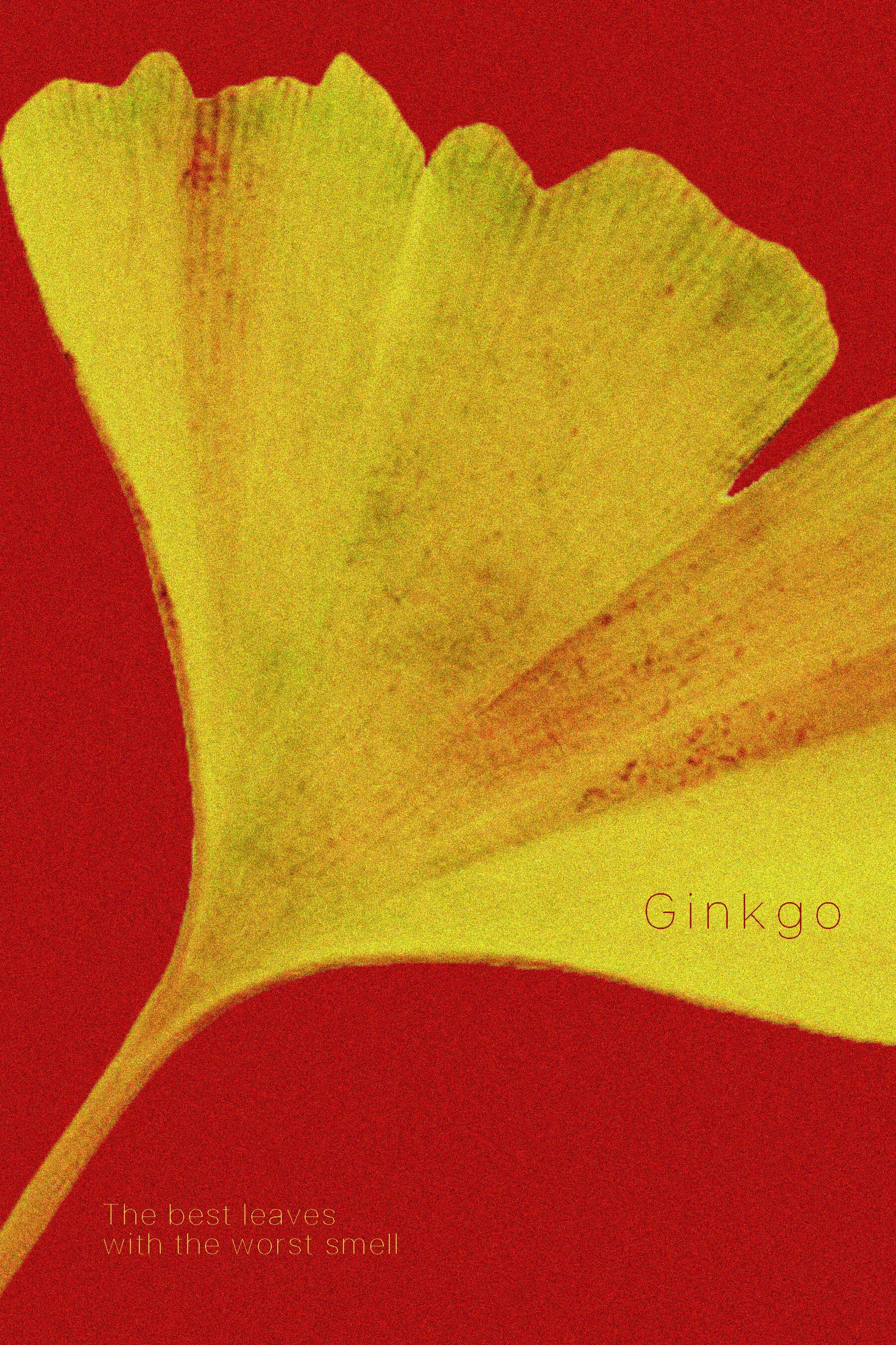 ginkgo.jpeg